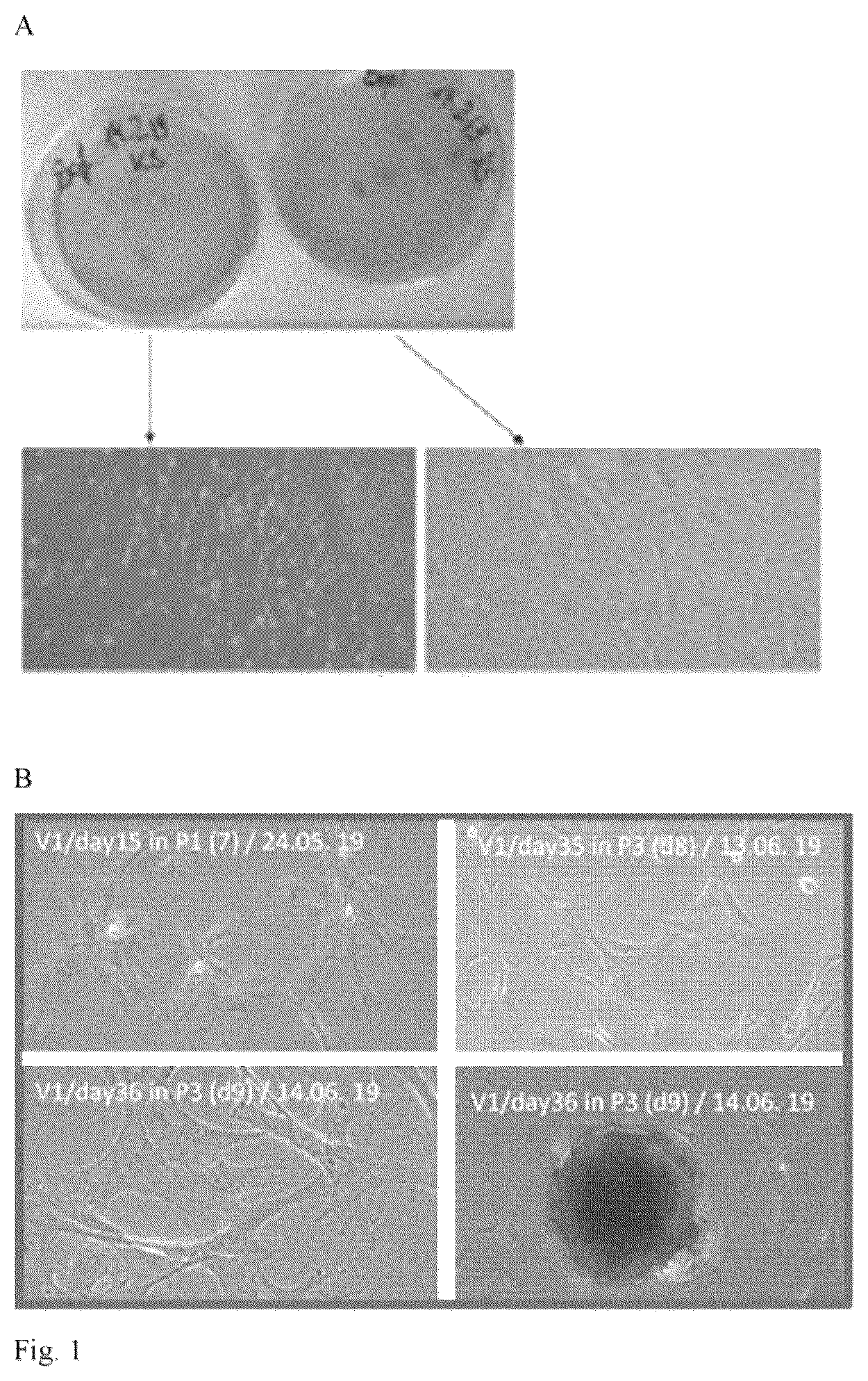 Patent US12480094 — In vitro meat production — Figure 1