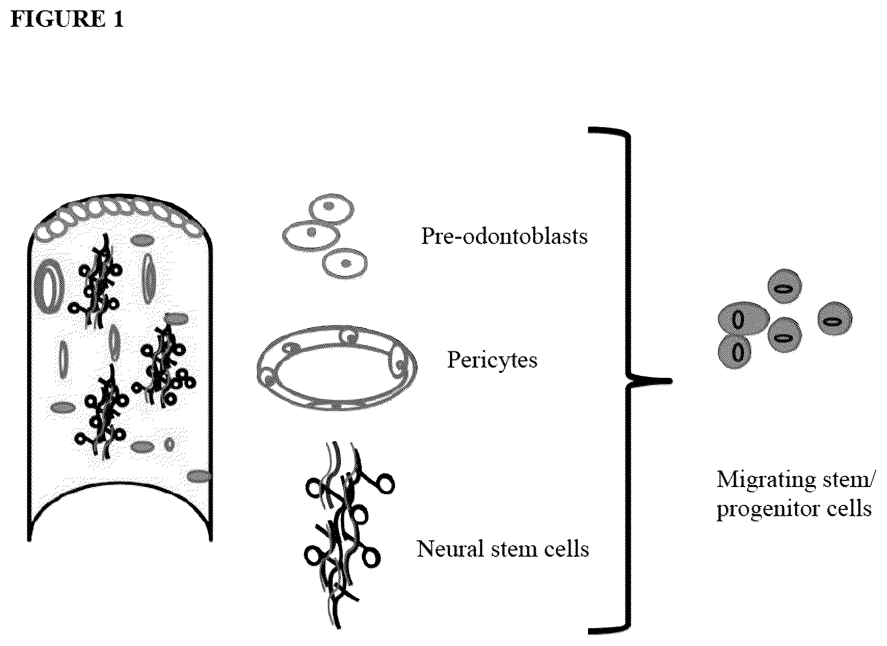 Patent US12480095 — Multifunctional immature dental pulp stem cells and therapeutic applications — Figure 1
