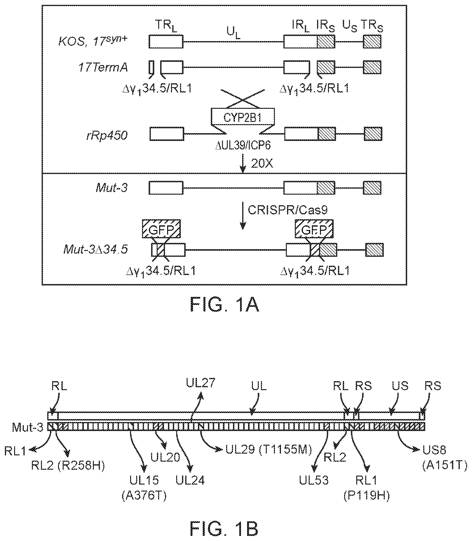 Patent US12480097 Figure 1 – Syncytial oncolytic herpes simplex mutants as potent cancer therapeutics