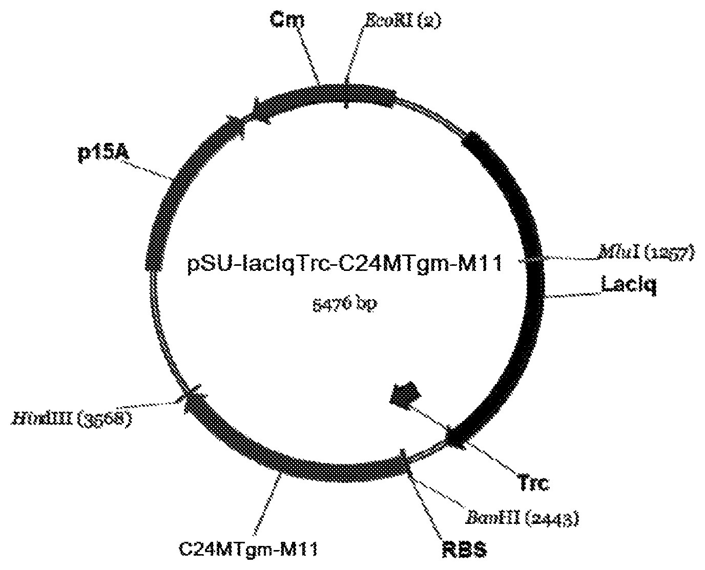 Patent US12480102 Figure 1 – Genetic strain for producing 3-aminoisobutyric acid