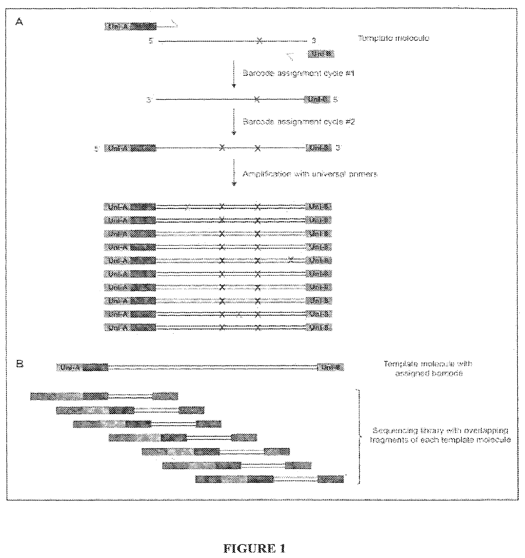 Patent US12480115 — Method for generating extended sequence reads — Figure 1