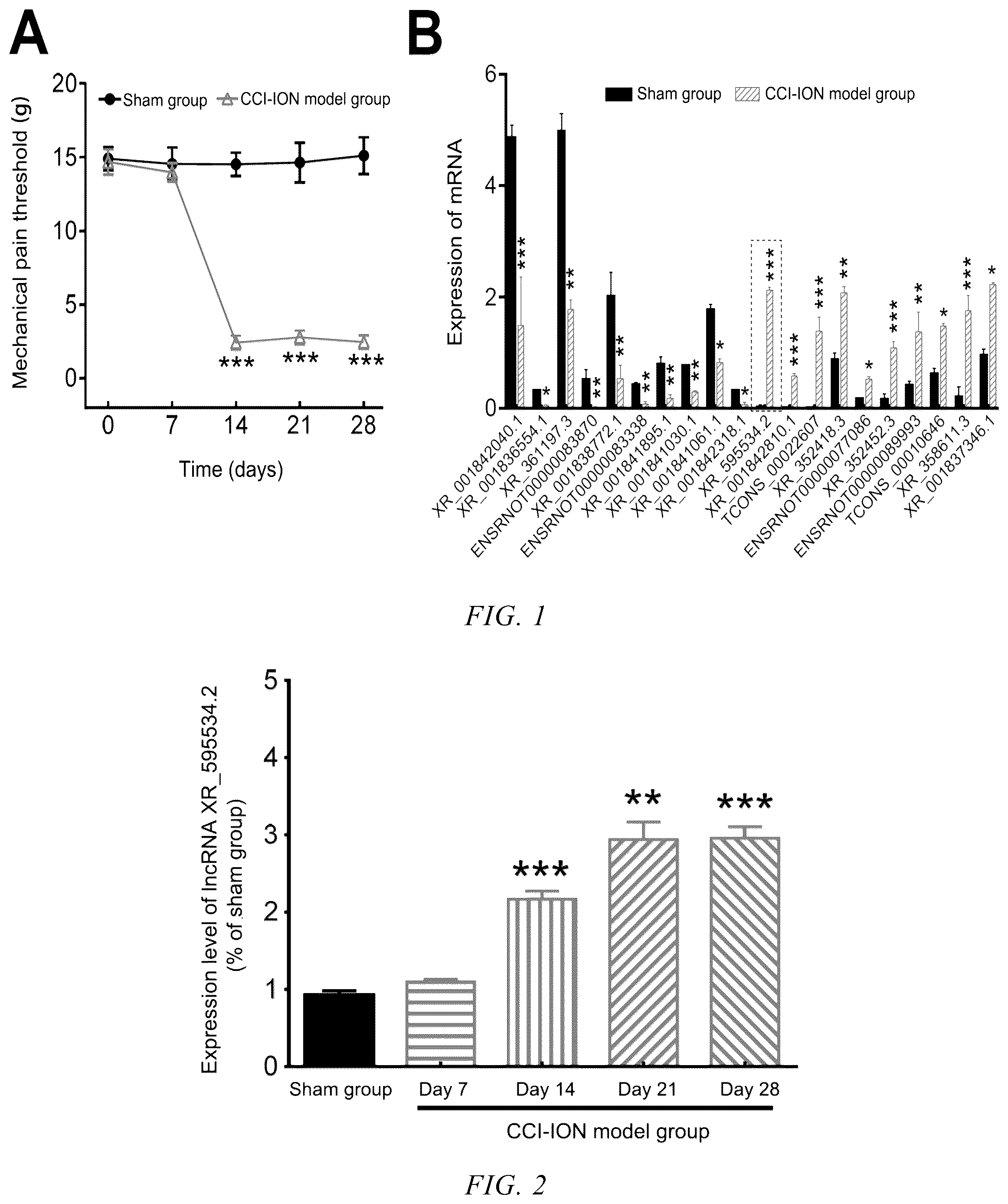 Patent US12480116 — Use of lncRNA XR_595534.2 in preparation of medicine for treatment or prevention of chronic pain — Figure 1