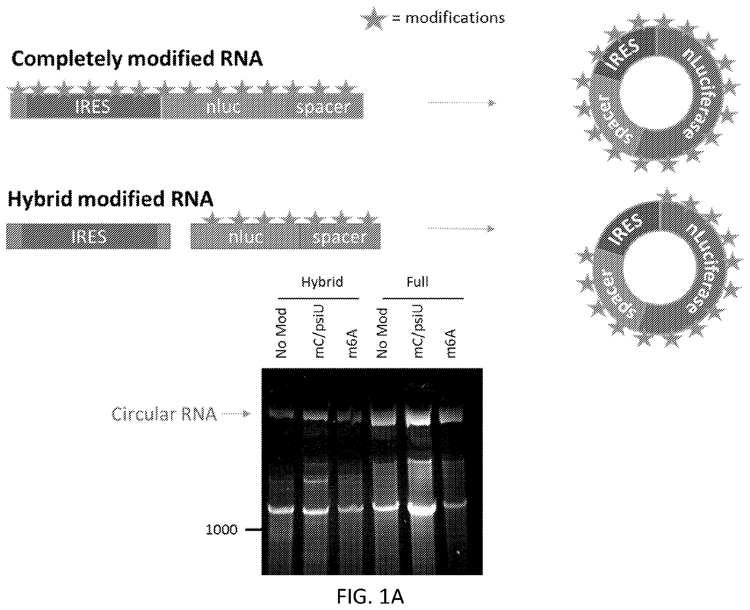 Patent US12480117 — Compositions comprising modified circular polyribonucleotides and uses thereof — Figure 1