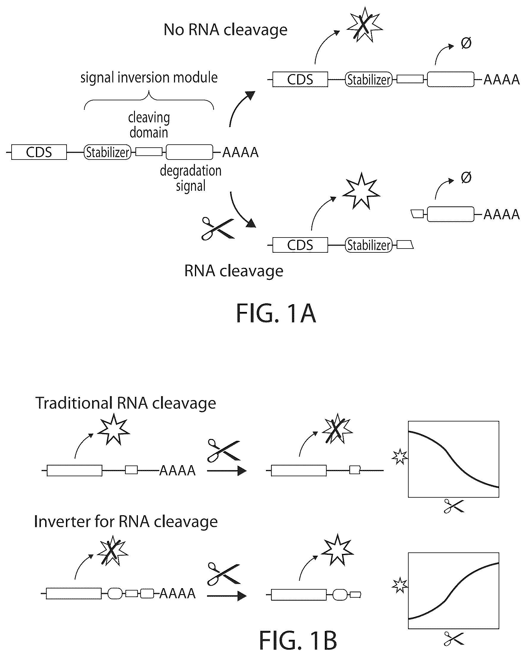 Patent US12480119 — RNA cleavage-induced transcript stabilizer and uses thereof — Figure 1