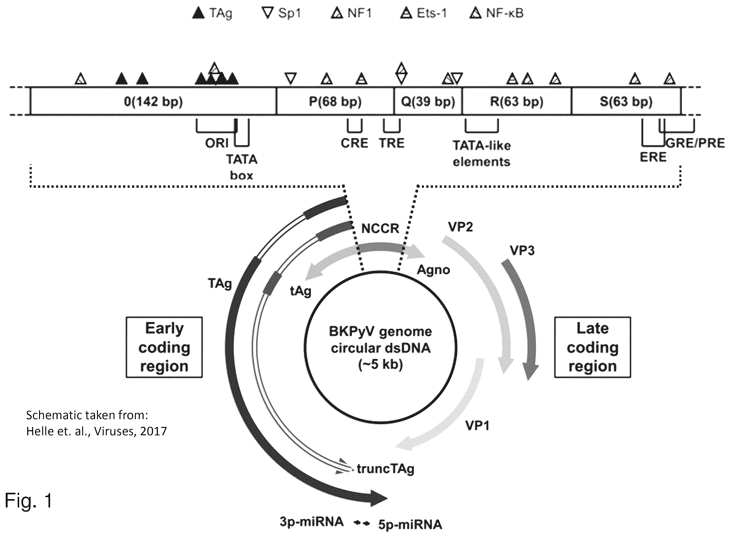 Patent US12480122 — Inhibition of polyomavirus replication — Figure 1