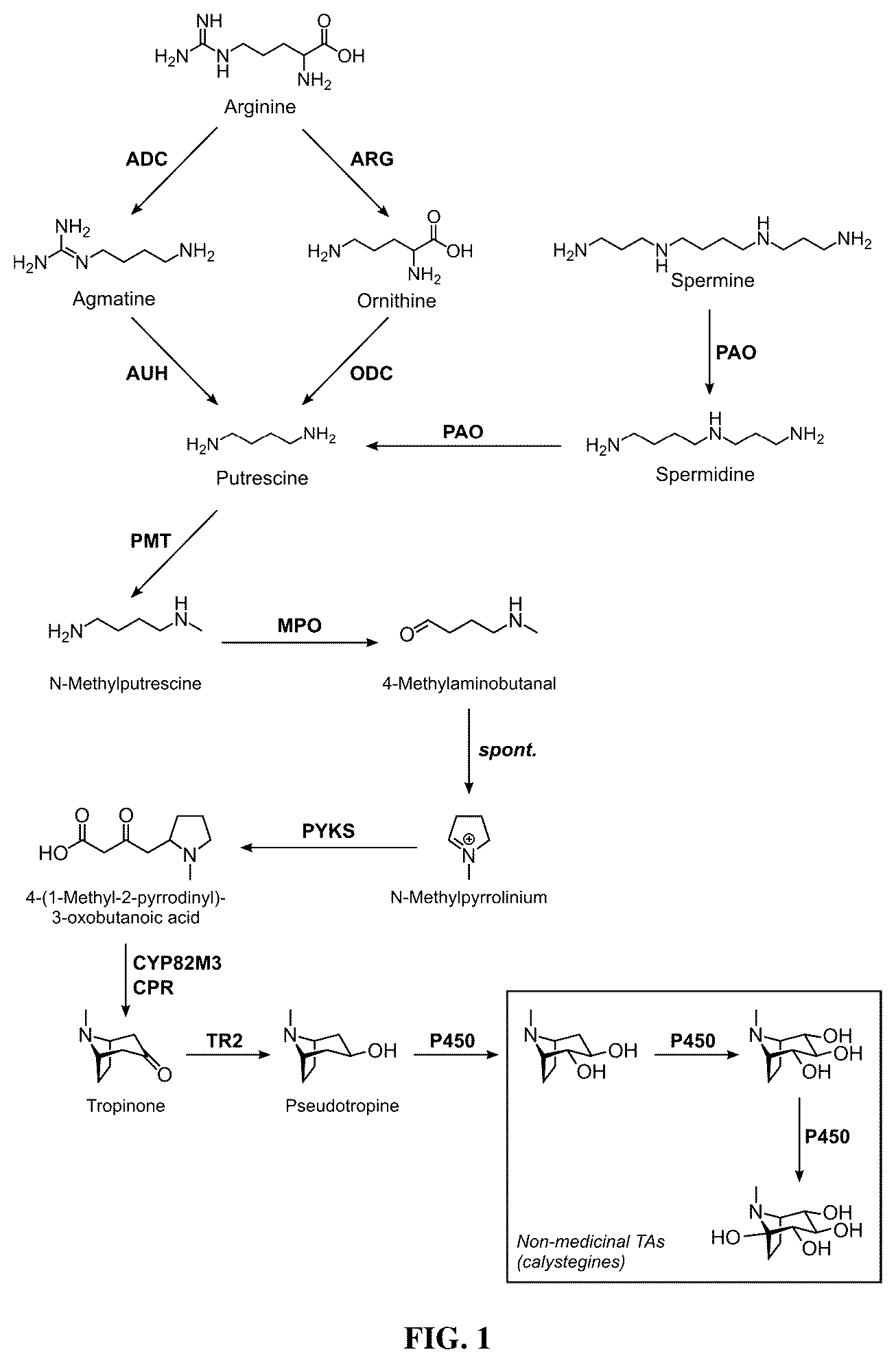Patent US12480131 Figure 1 – Tropane alkaloid (TA) producing non-plant host cells, and methods of making and using the same