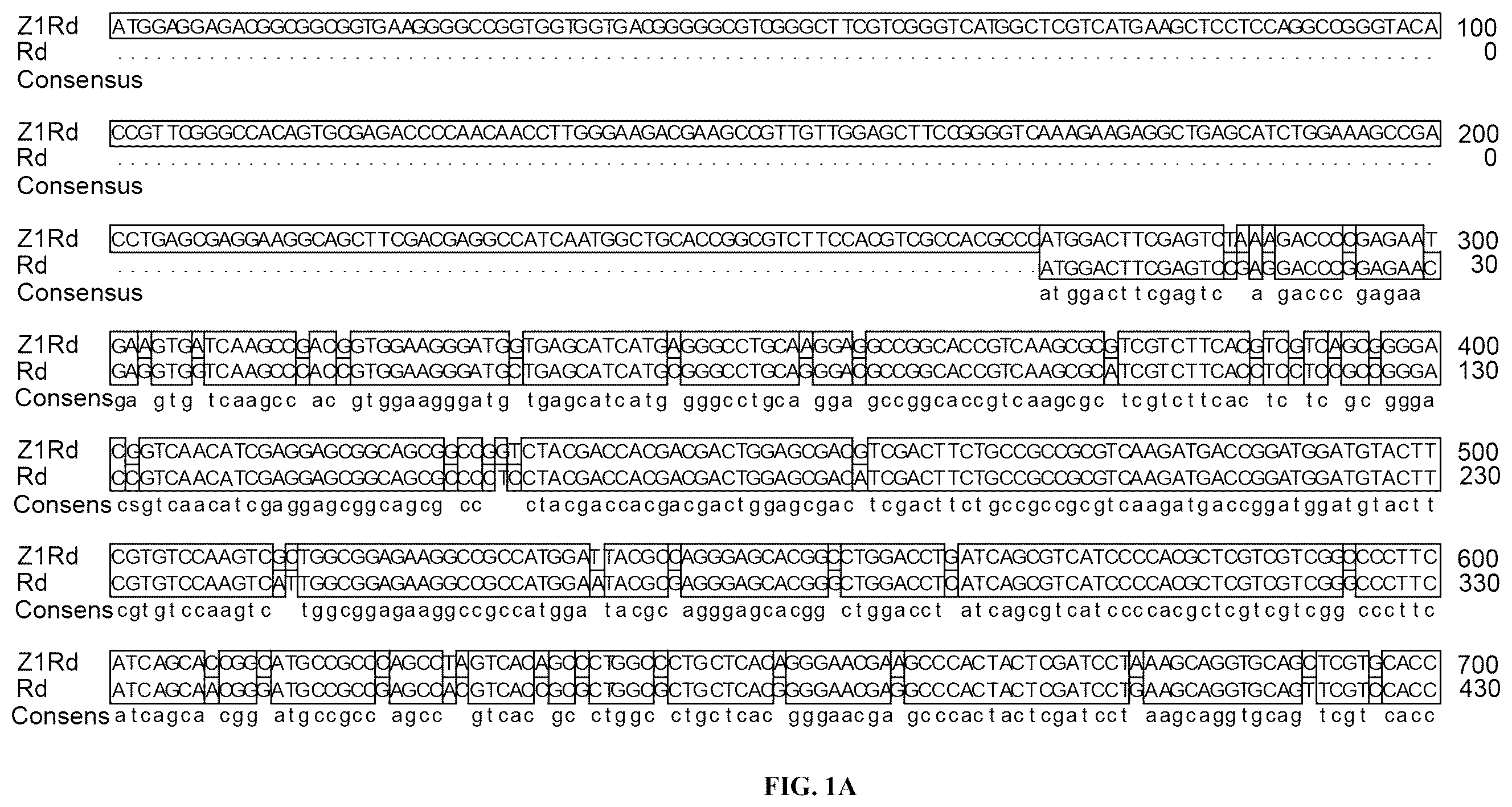 Patent US12480133 — Use of pyramid of ZlRc and ZlRd genes from Zizania latifolia in increasing polyphenol content of rice seed — Figure 1
