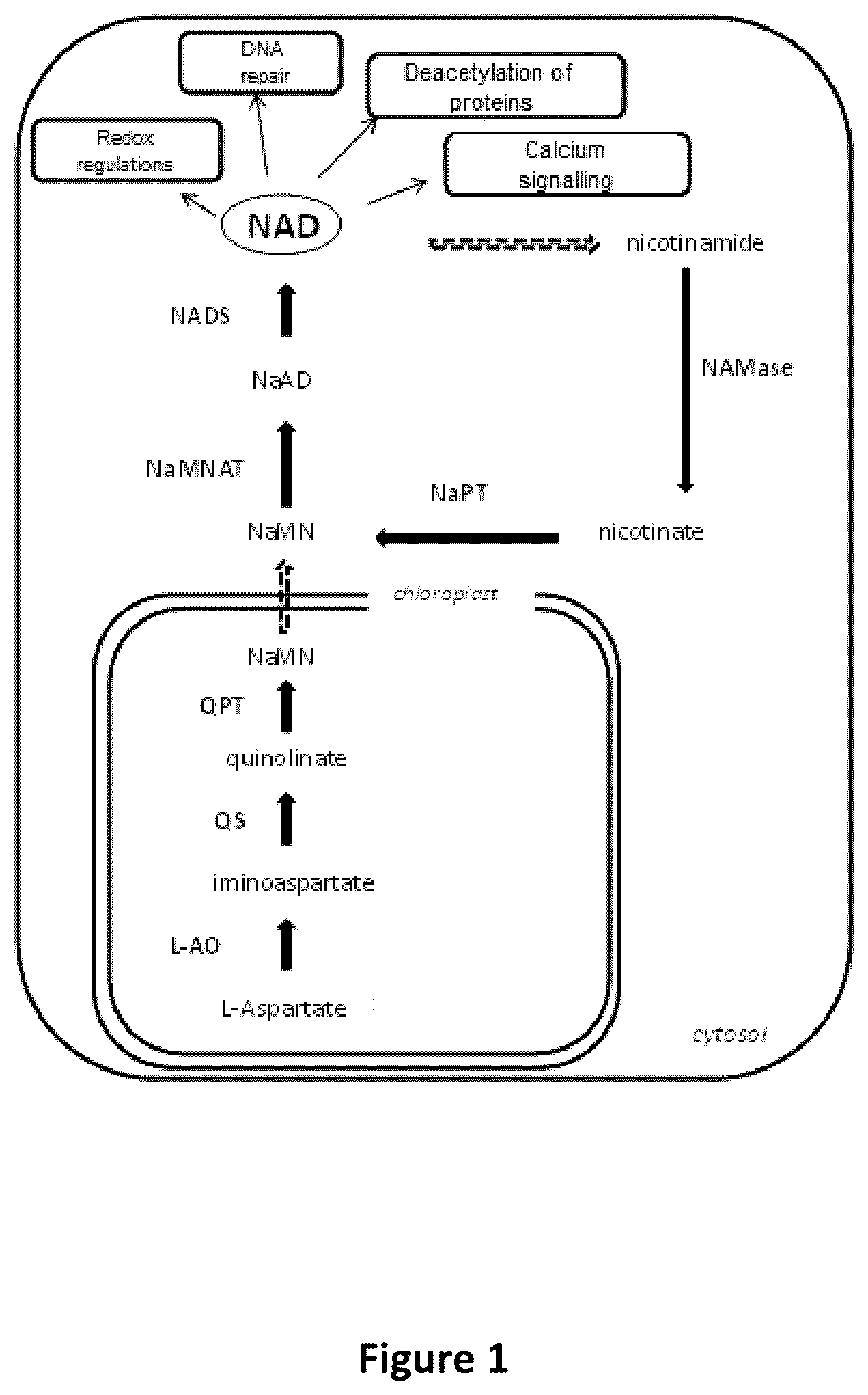 Patent US12480134 — Plants with increased yield and method for producing said plants — Figure 1