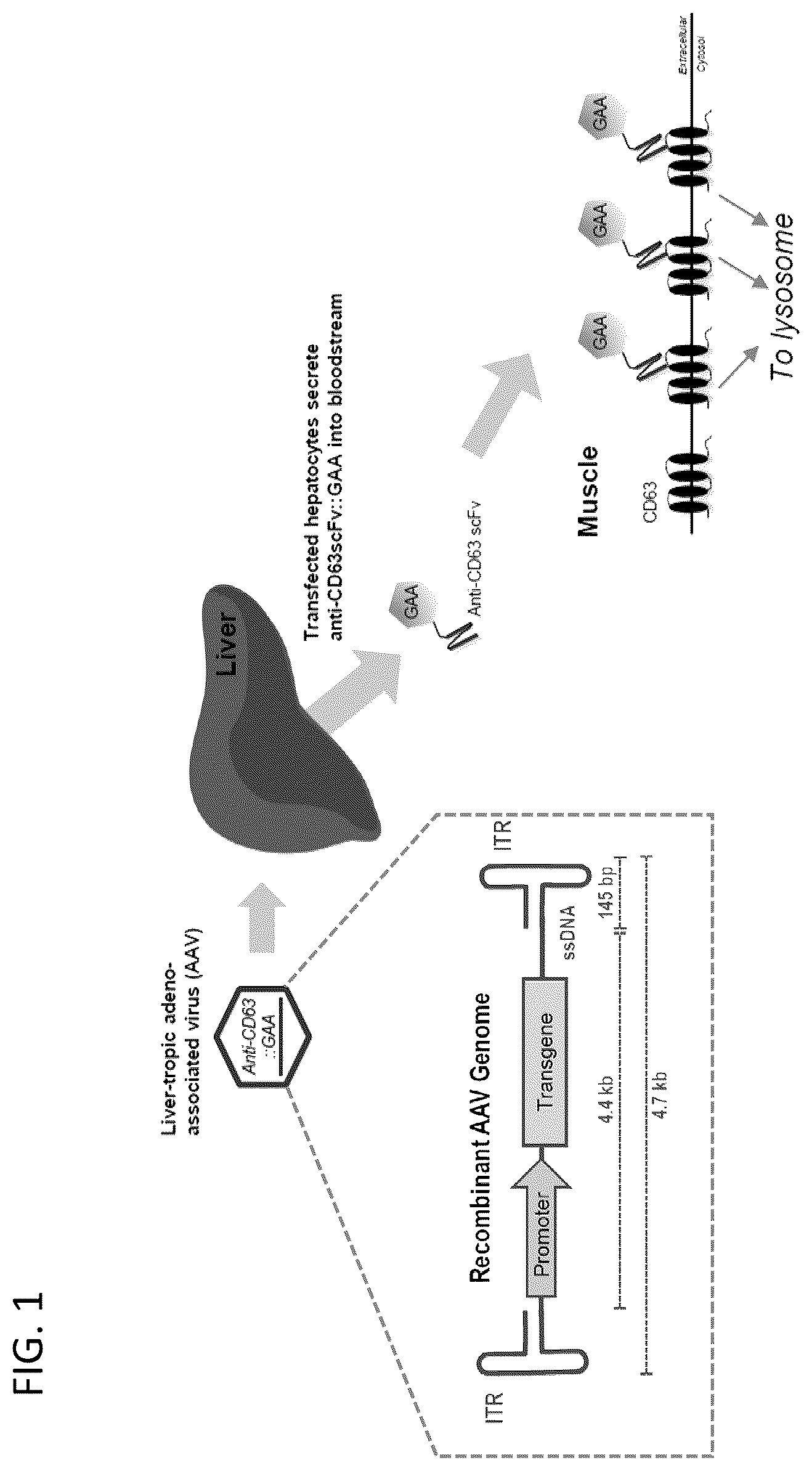 Patent US12480139 — Methods for analysis of viral capsid protein composition — Figure 1