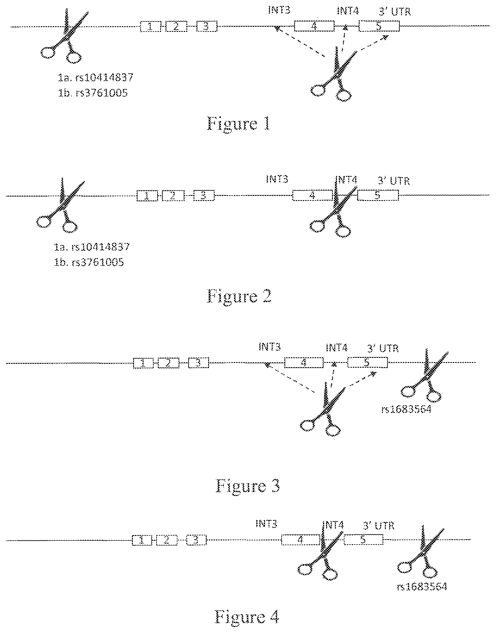 Patent US12480140 — Differential knockout of an allele of a heterozygous ELANE gene — Figure 1