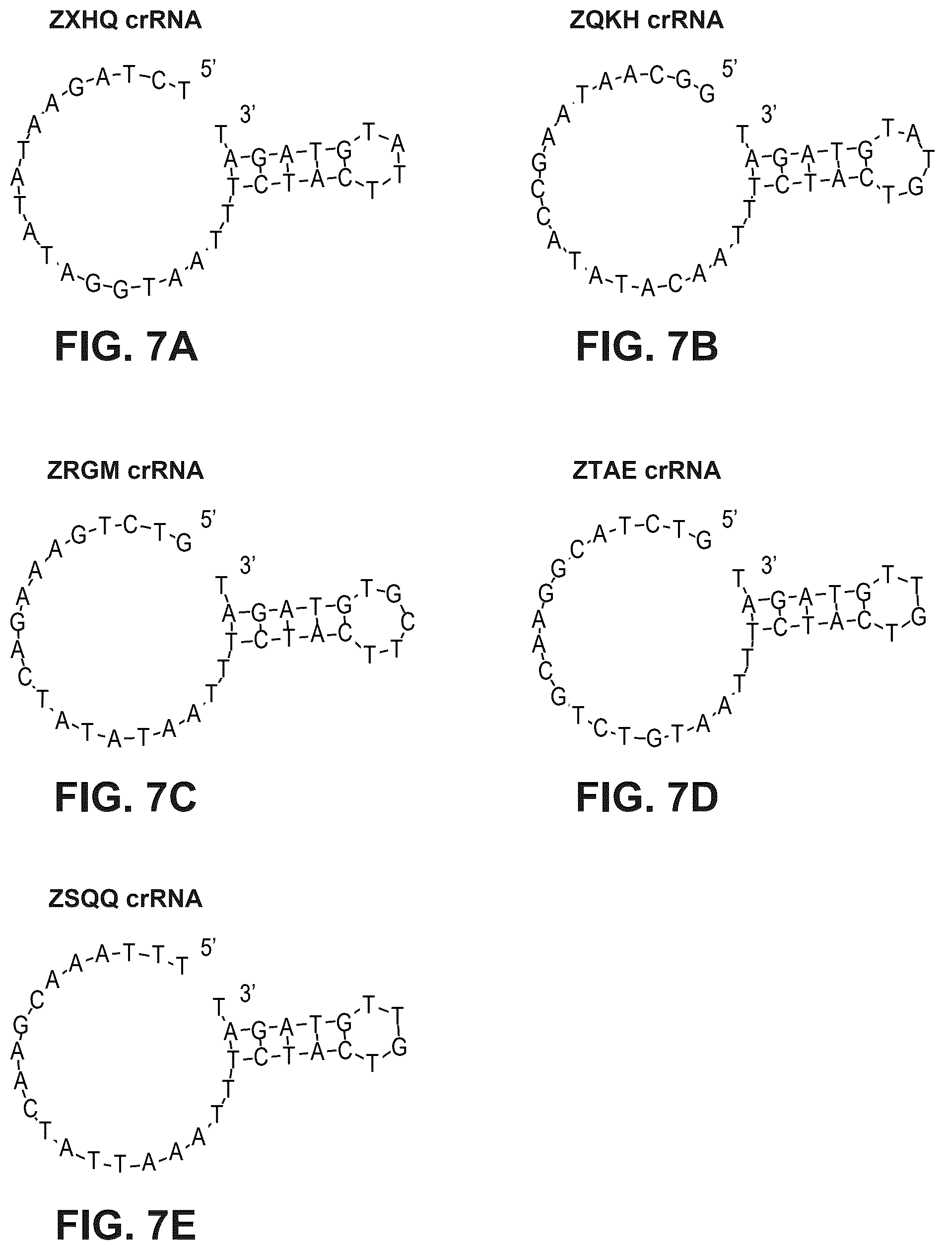 Patent US12480141 Figure 7 – Type V Cas proteins and applications thereof