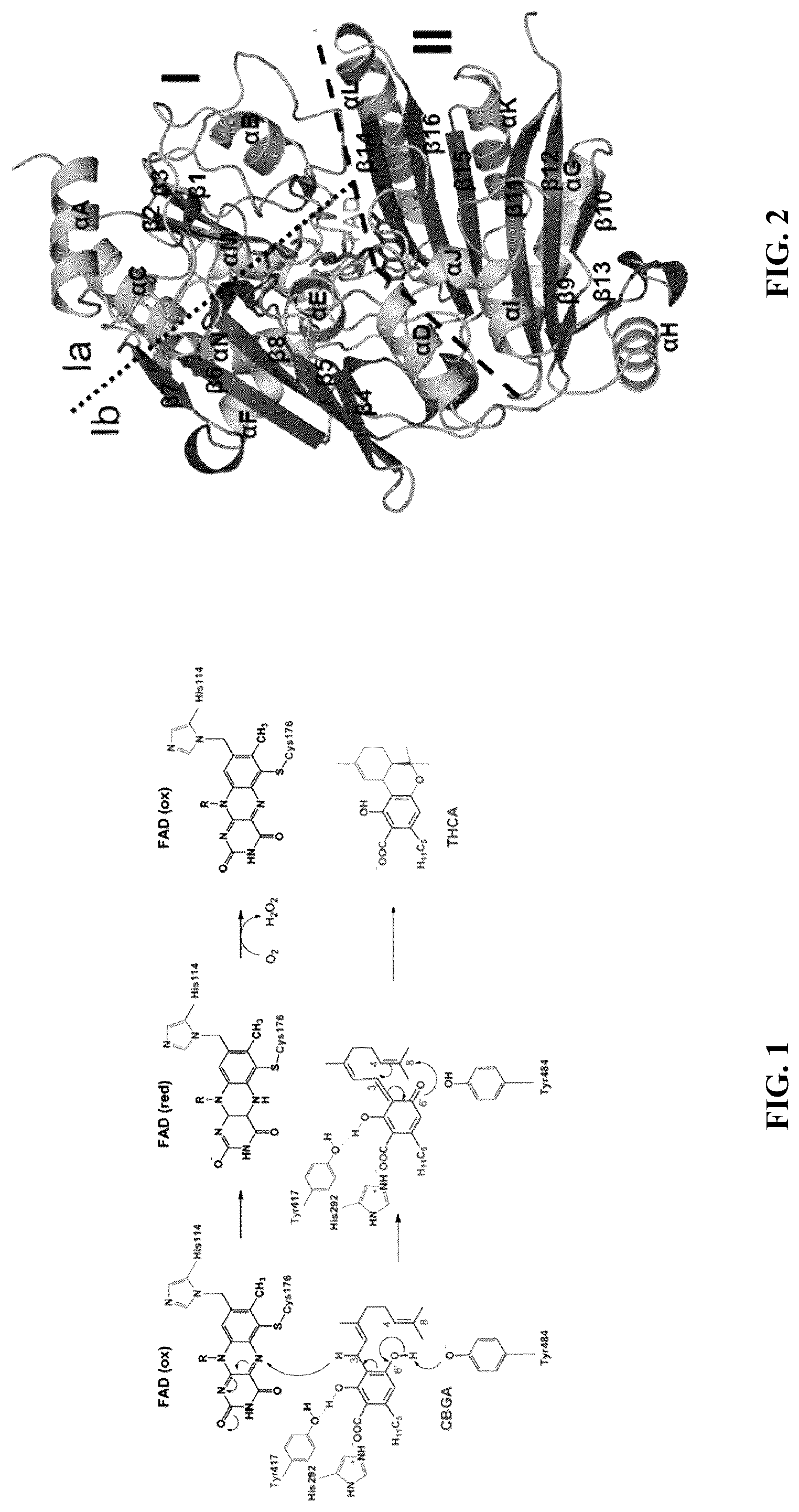 Patent US12480144 — Cannabinoid synthase variants and methods for their use — Figure 1