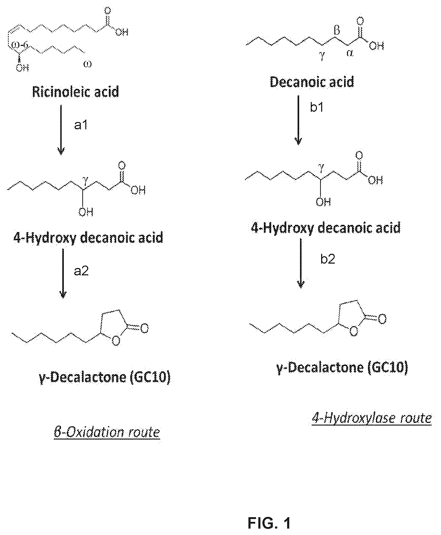 Patent US12480147 — Biosynthetic production of gamma-lactones — Figure 1