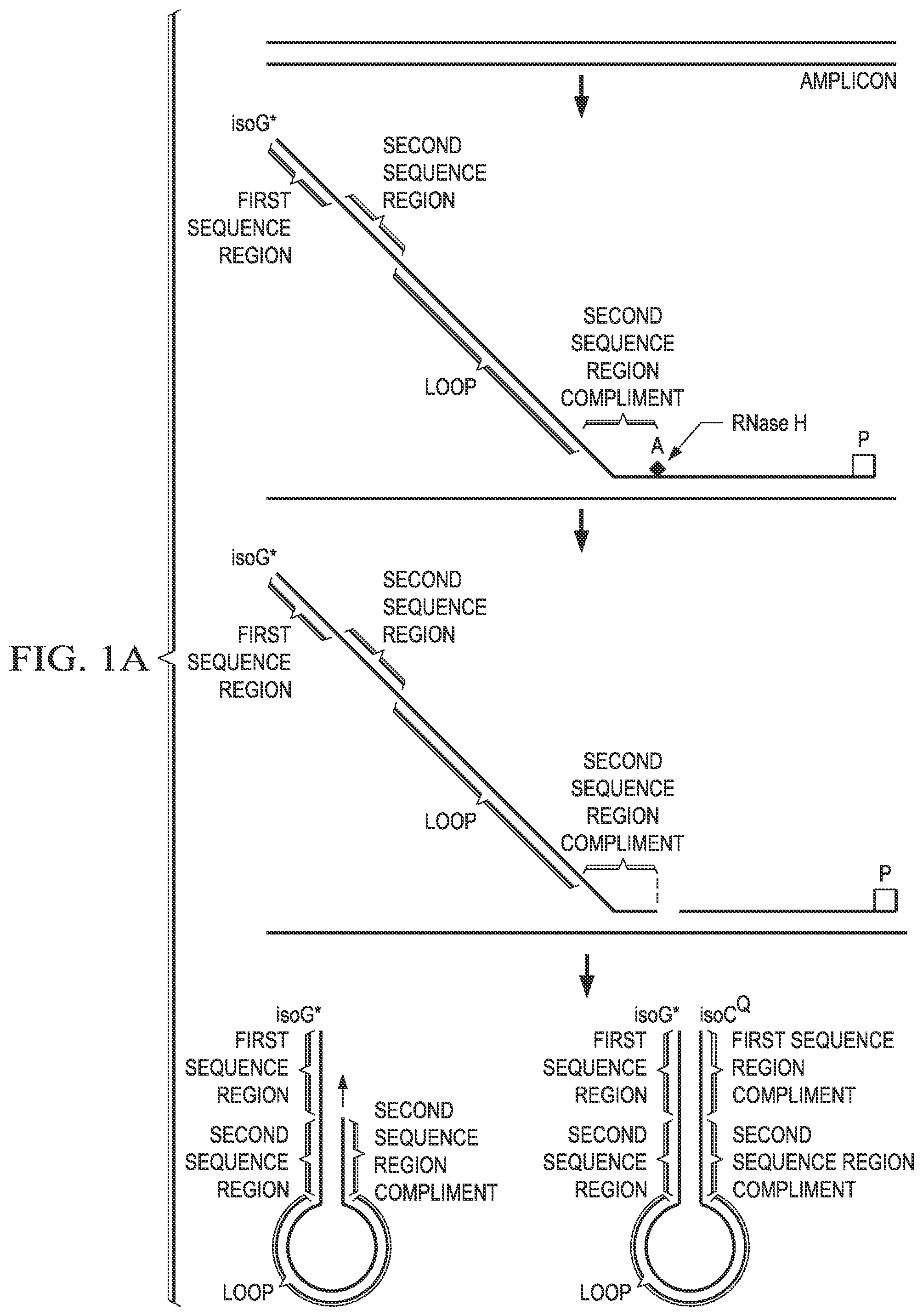 Patent US12480152 — Probes for improved melt discrimination and multiplexing in nucleic acid assays — Figure 1