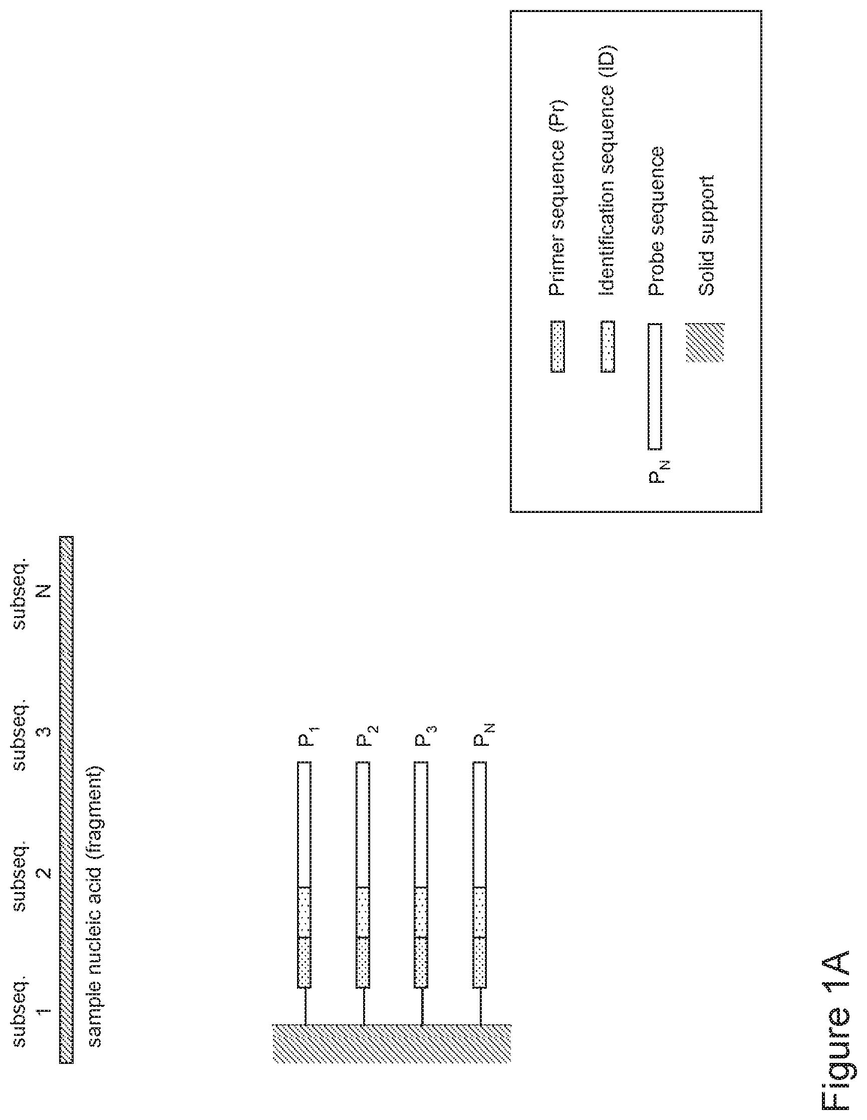 Patent US12480159 — Compositions containing identifier sequences on solid supports for nucleic acid sequence analysis — Figure 1