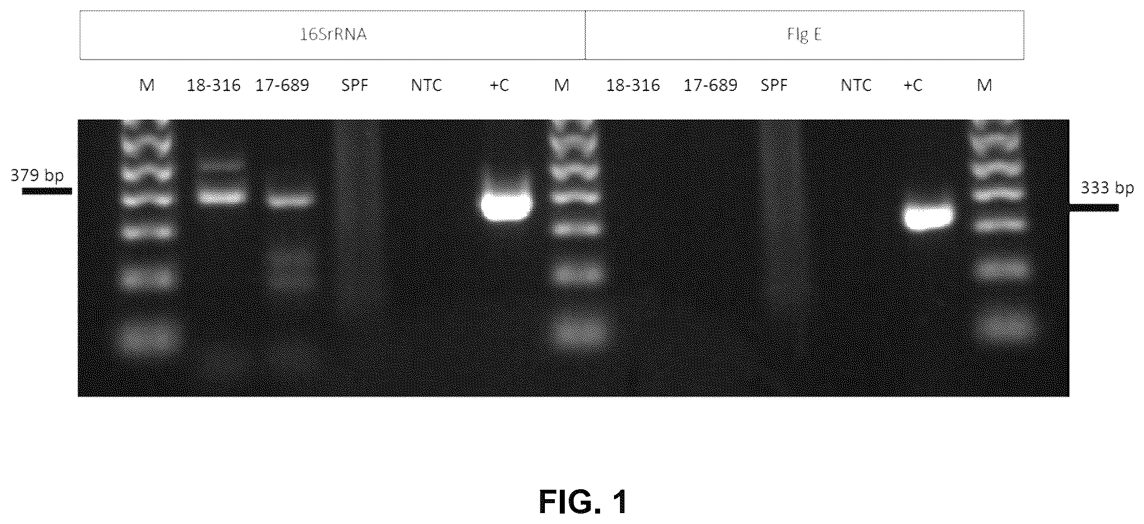 Patent US12480167 — Shrimp disease detection assays and uses thereof — Figure 1