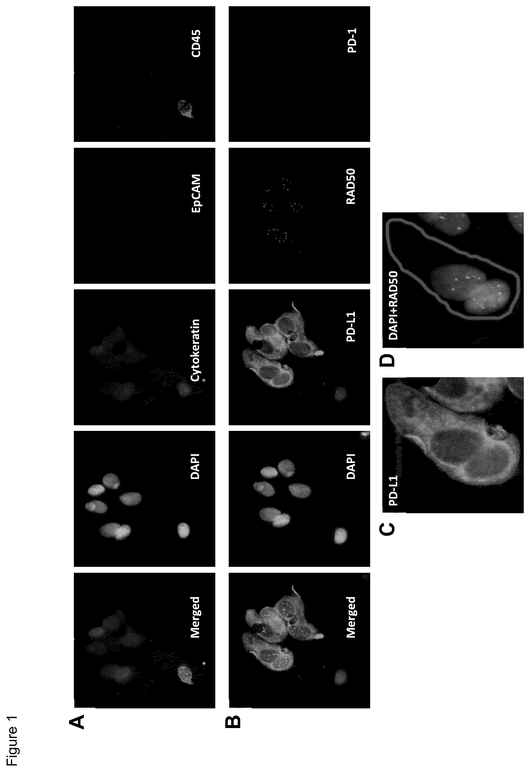 Patent US12480952 — Methods of using PD-L1 expression in treatment decisions for cancer therapy — Figure 1