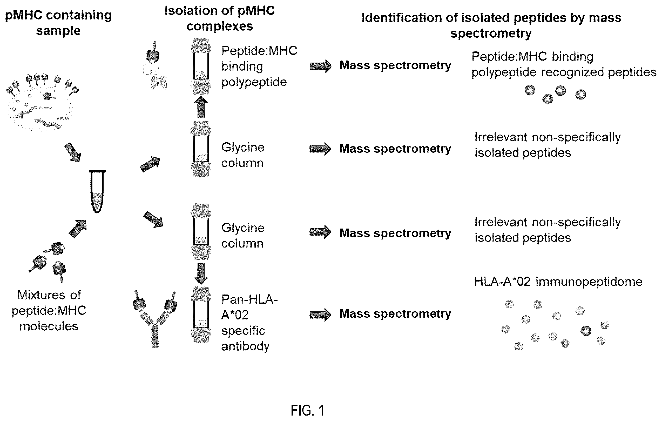 Patent US12480958 — Method for the characterization of peptide:MHC binding polypeptides — Figure 1