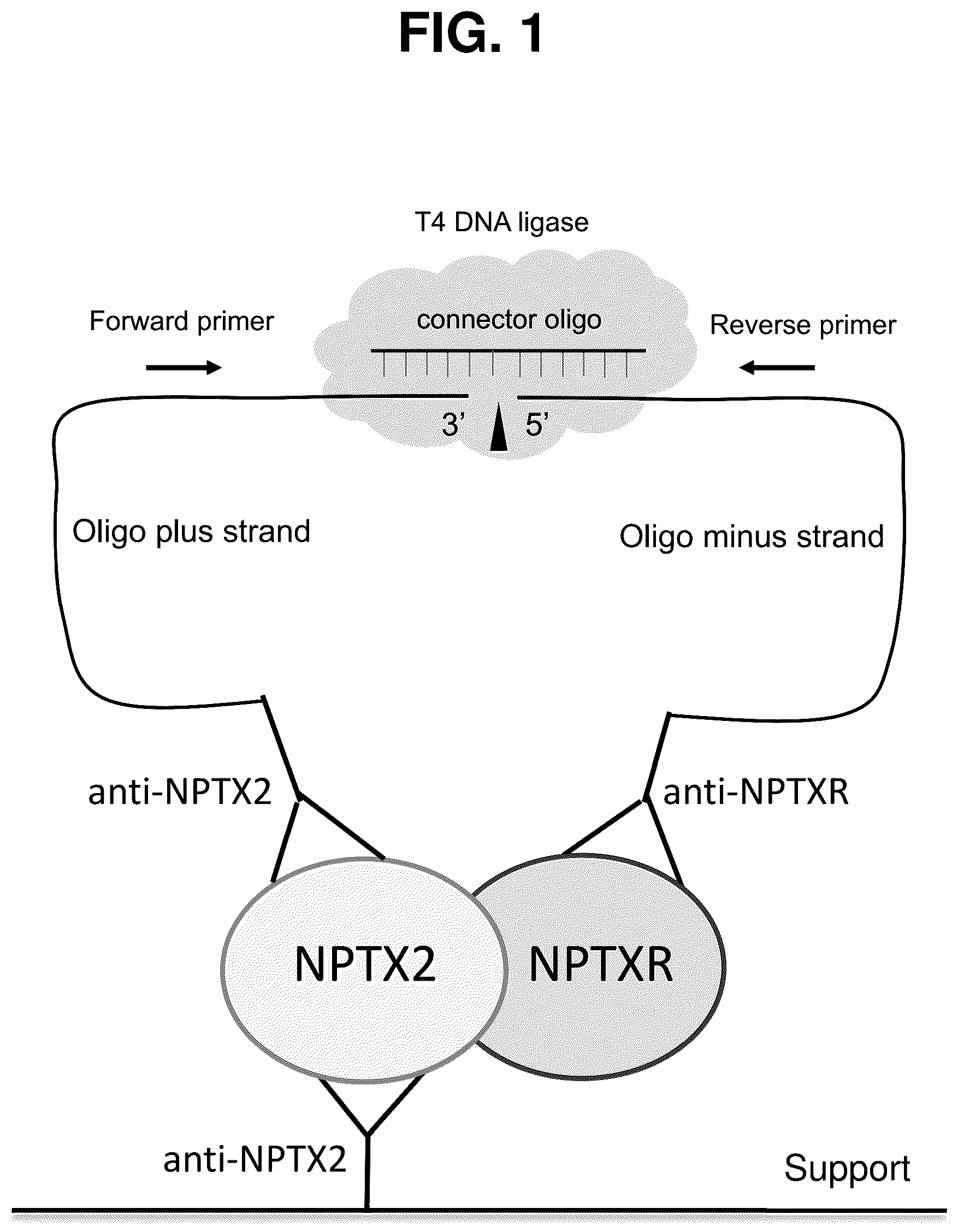 Patent US12480961 — Methods for diagnosing alzheimer's disease and other neurological disorders — Figure 1