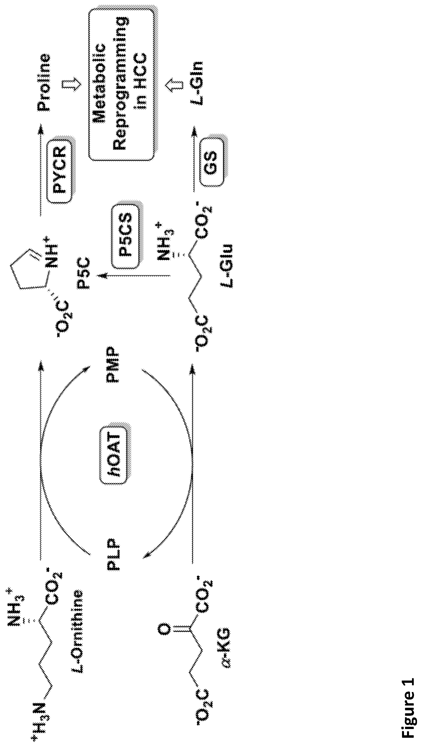 Patent US12492164 — Fluorine substituted cyclohexene analogues of gamma-aminobutyric acid (GABA) — Figure 1