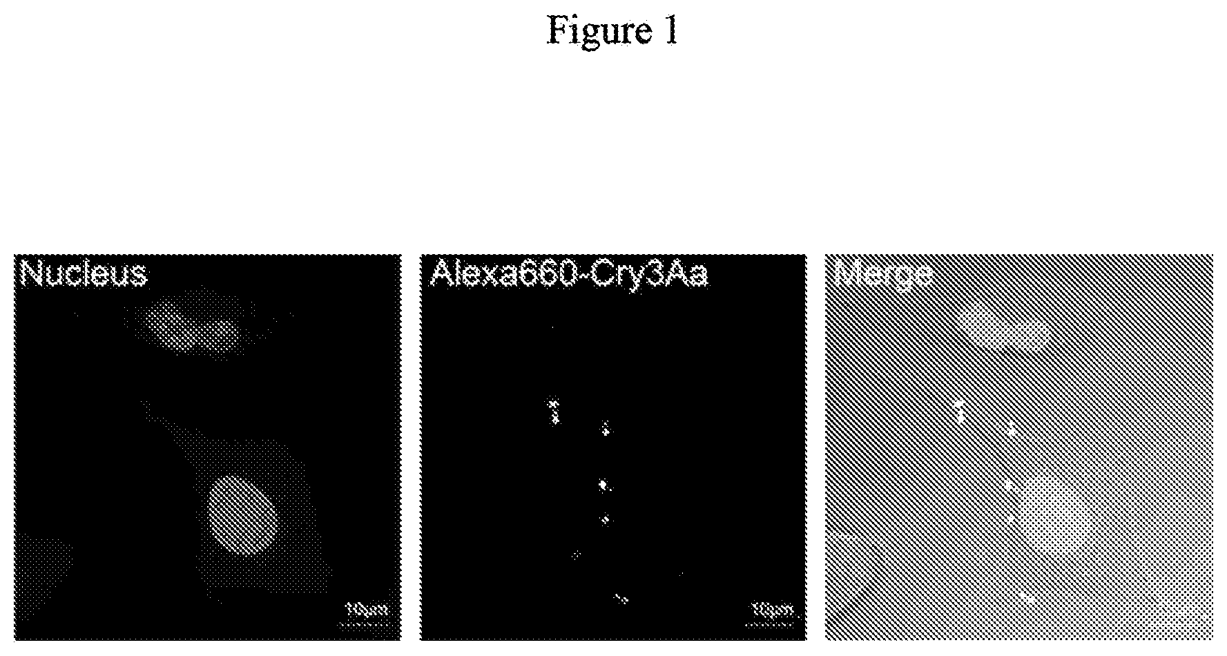 Patent US12492227 — Engineered cry proteins for delivery of therapeutics — Figure 1