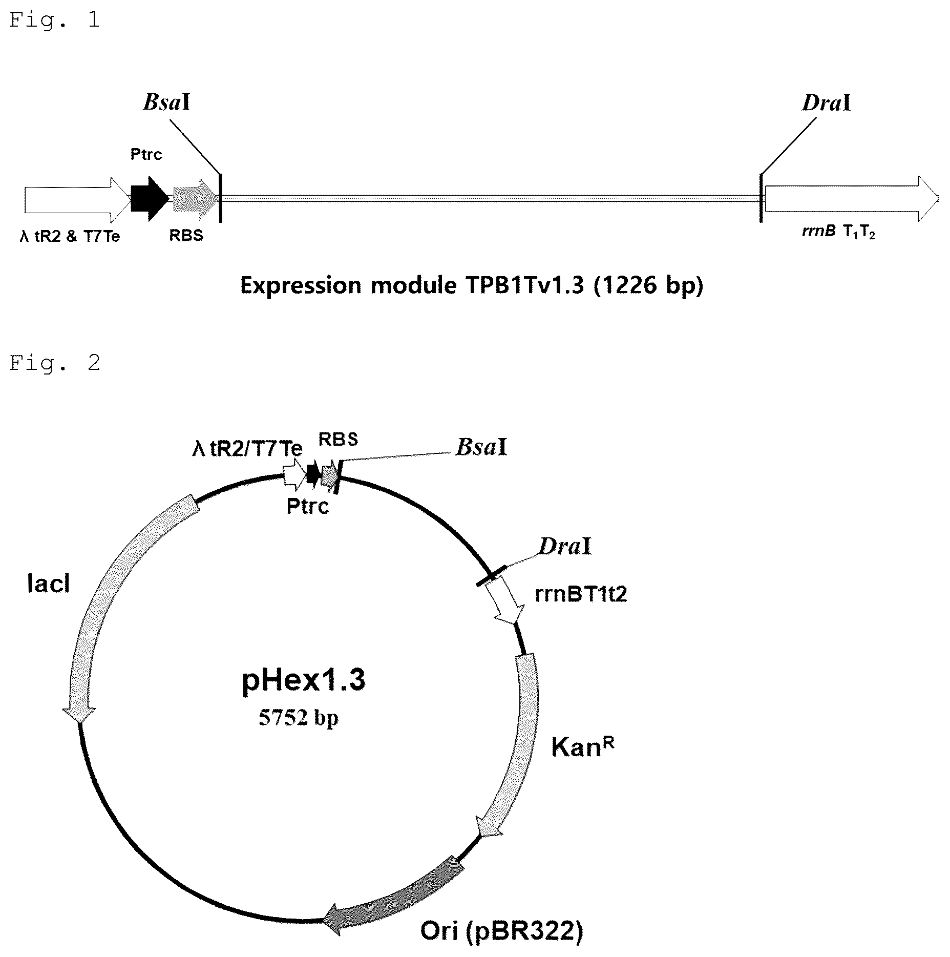 Patent US12492228 — CRM197 protein expression method — Figure 1