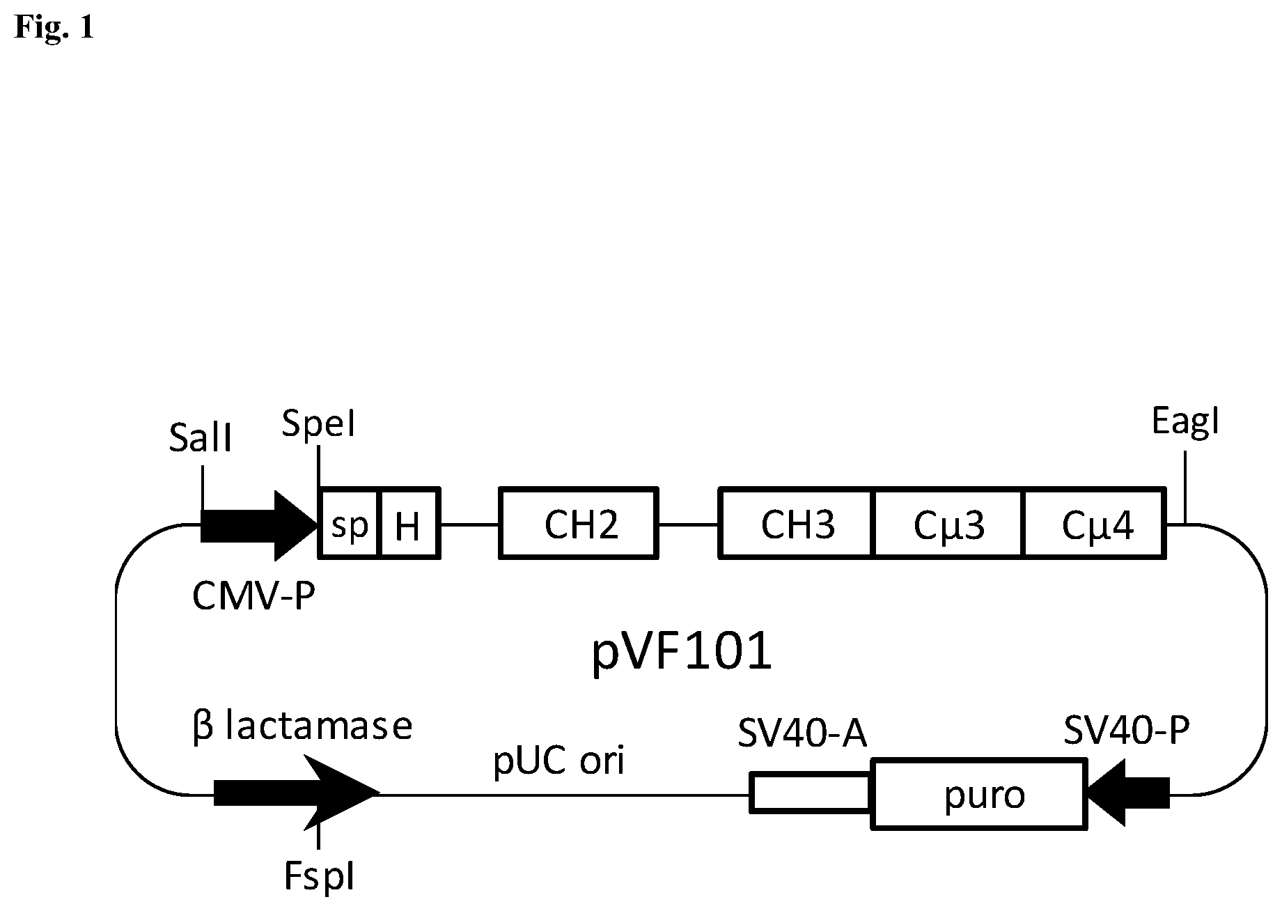 Patent US12492231 — Multimeric hybrid Fc proteins for replacement of IVIG — Figure 1