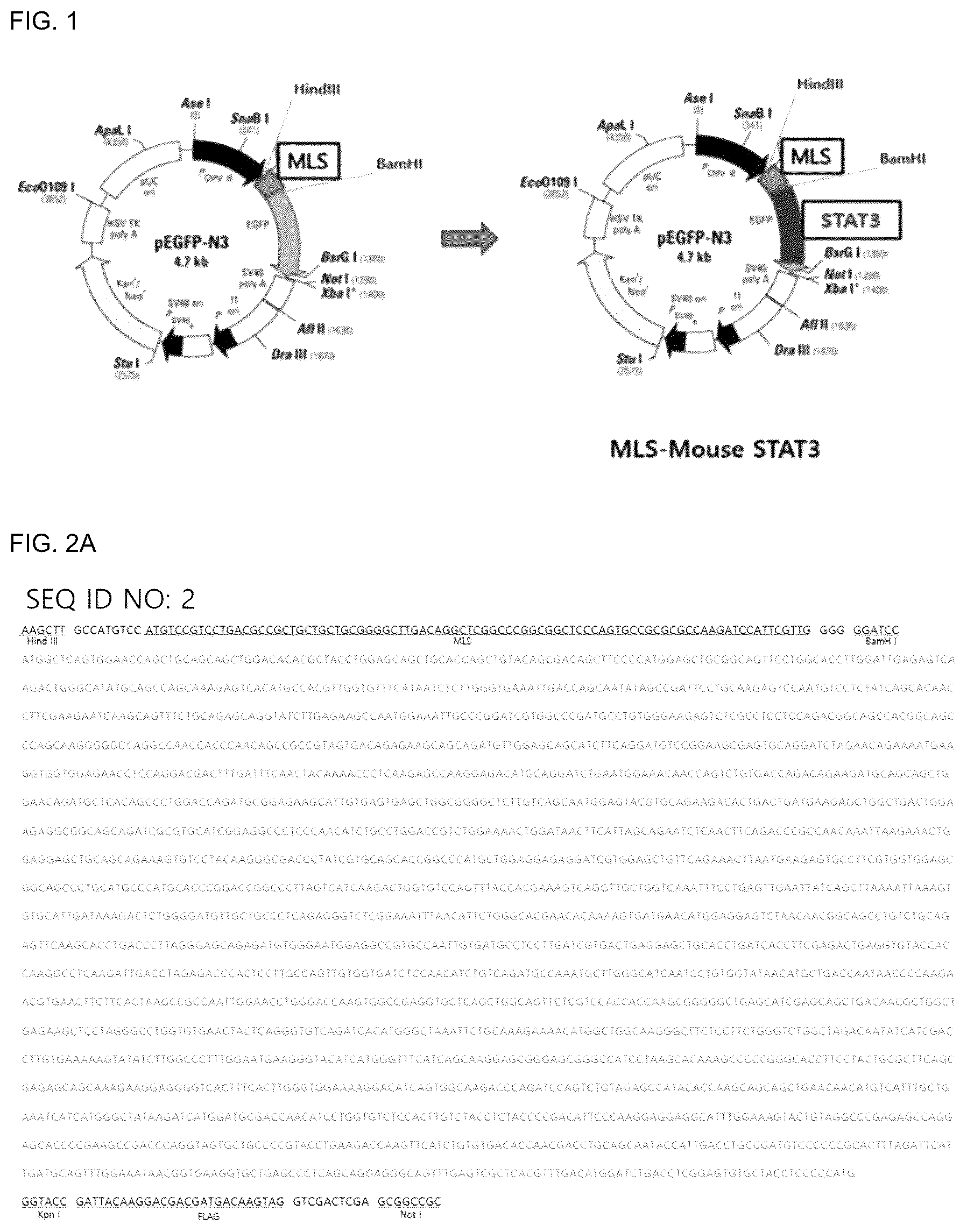 Patent US12492233 — Composition comprising MLS-STAT3 for prevention or treatment of immune disease — Figure 1