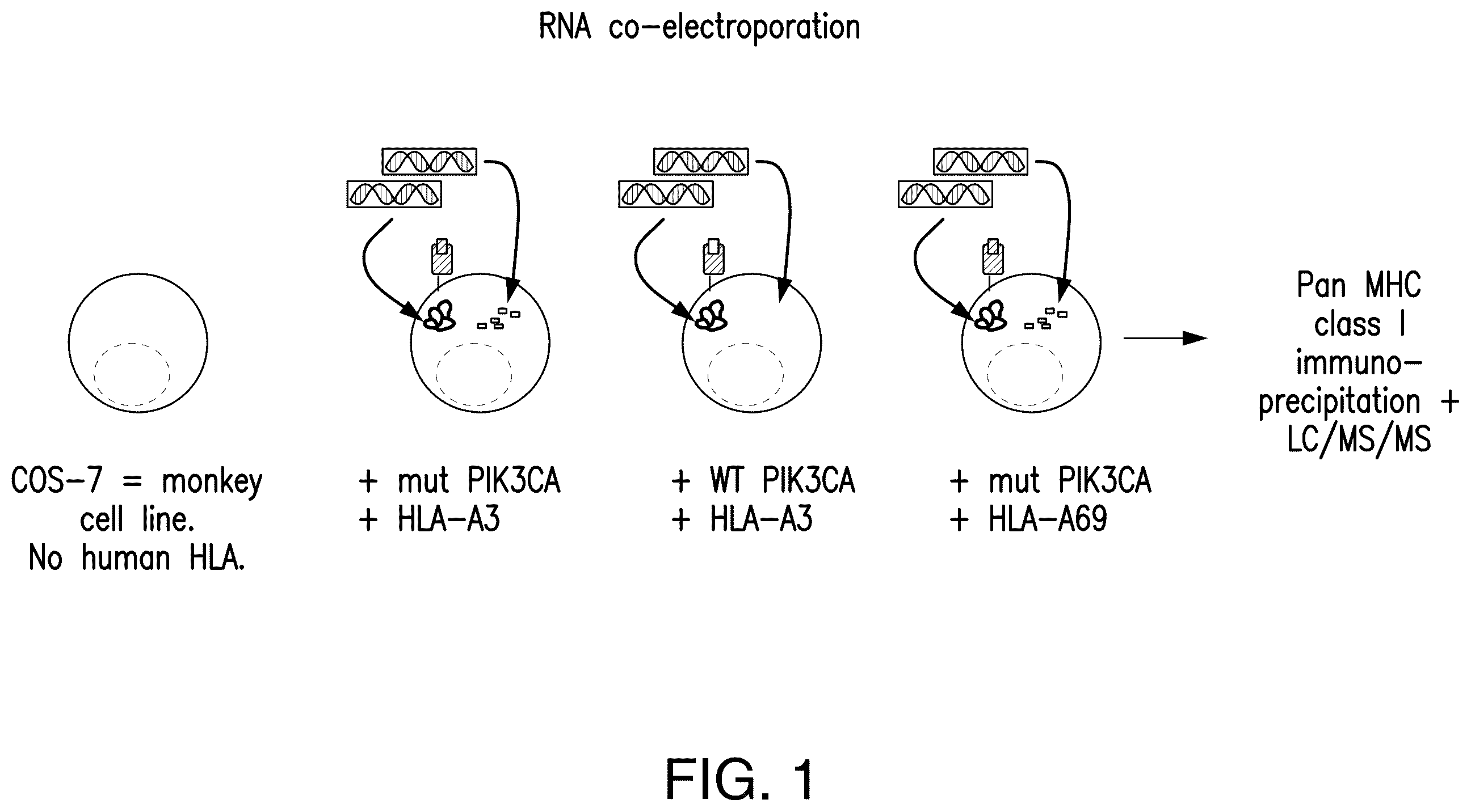 Patent US12492237 — T cell receptors targeting PIK3CA mutations and uses thereof — Figure 1