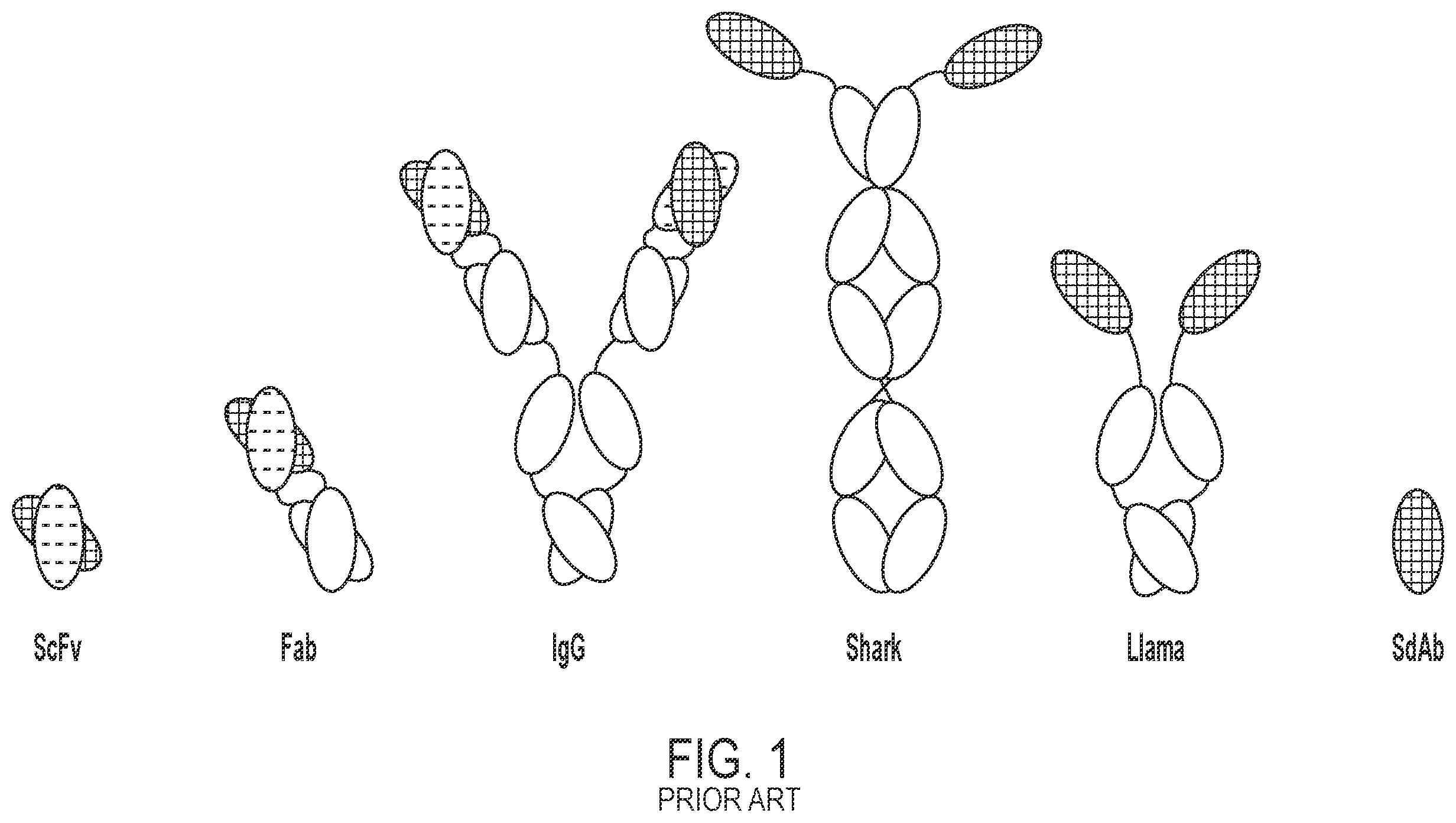 Patent US12492242 — Single domain antibodies that bind and neutralize Venezuelan equine encephalitis virus — Figure 1