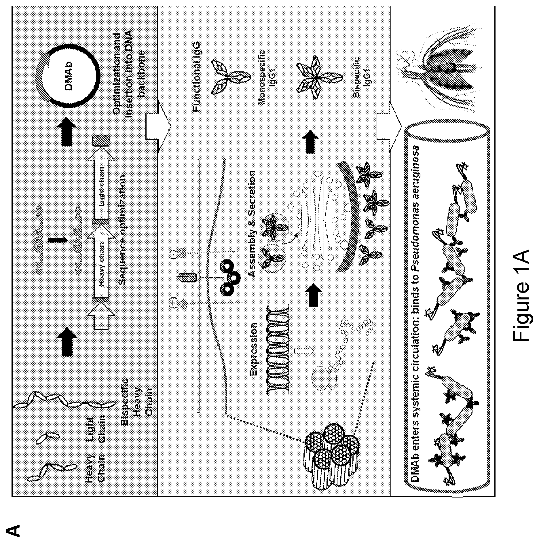 Patent US12492243 Figure 1 – DNA antibody constructs for use against Pseudomonas aeruginosa