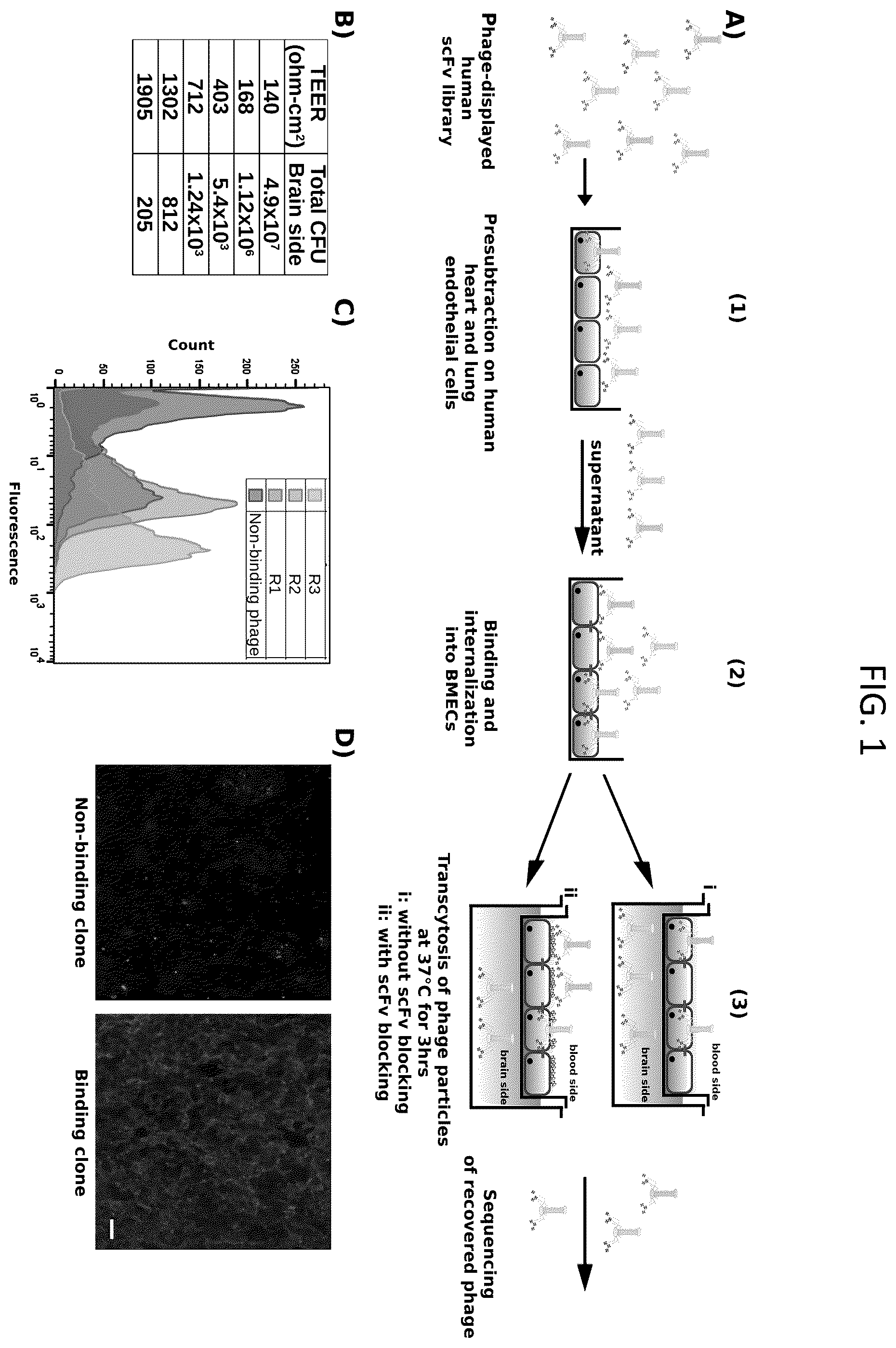 Patent US12492251 — Human blood-brain barrier targeting antibodies — Figure 1
