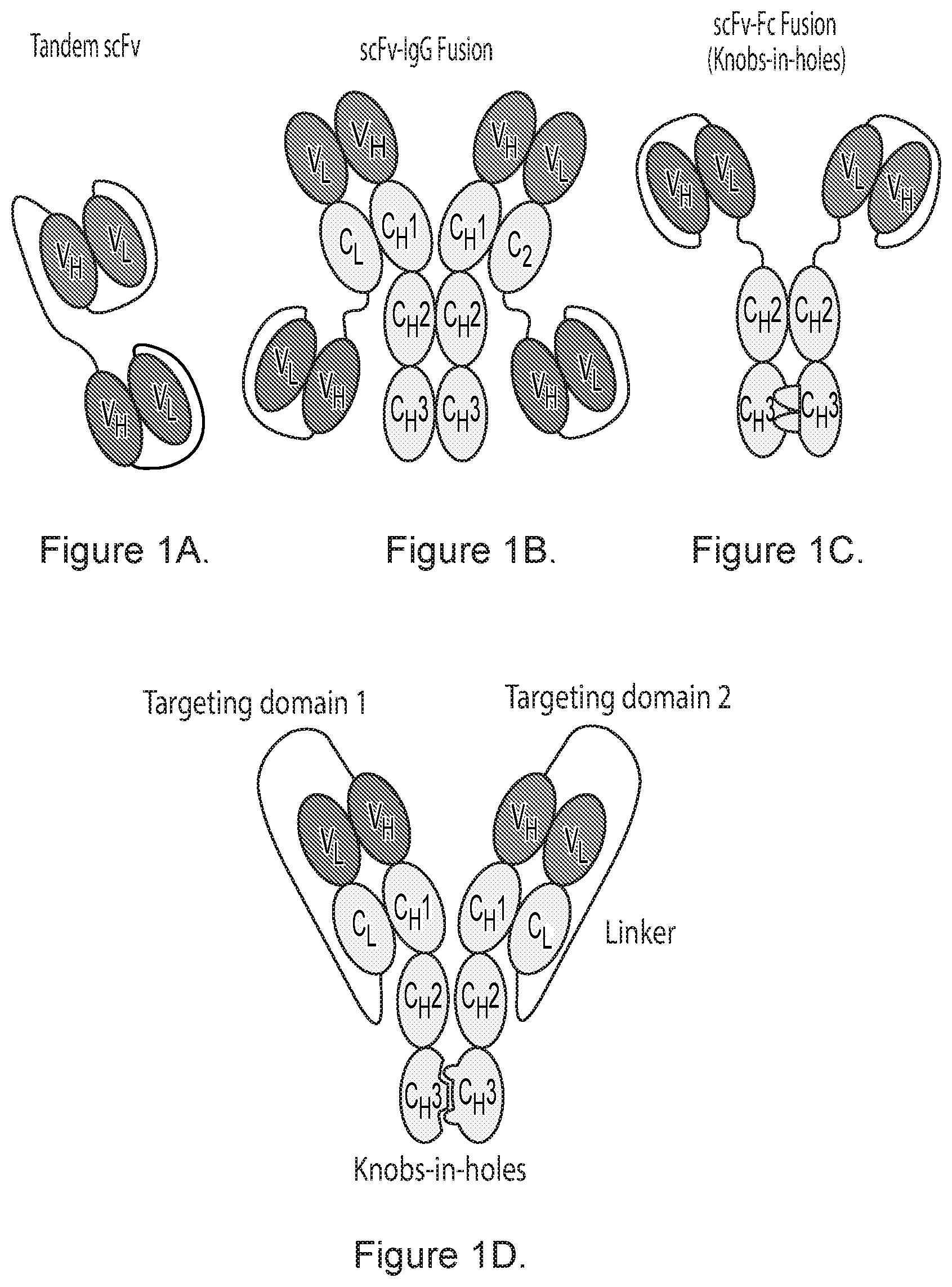 Patent US12492258 — Bispecific binding agents — Figure 1