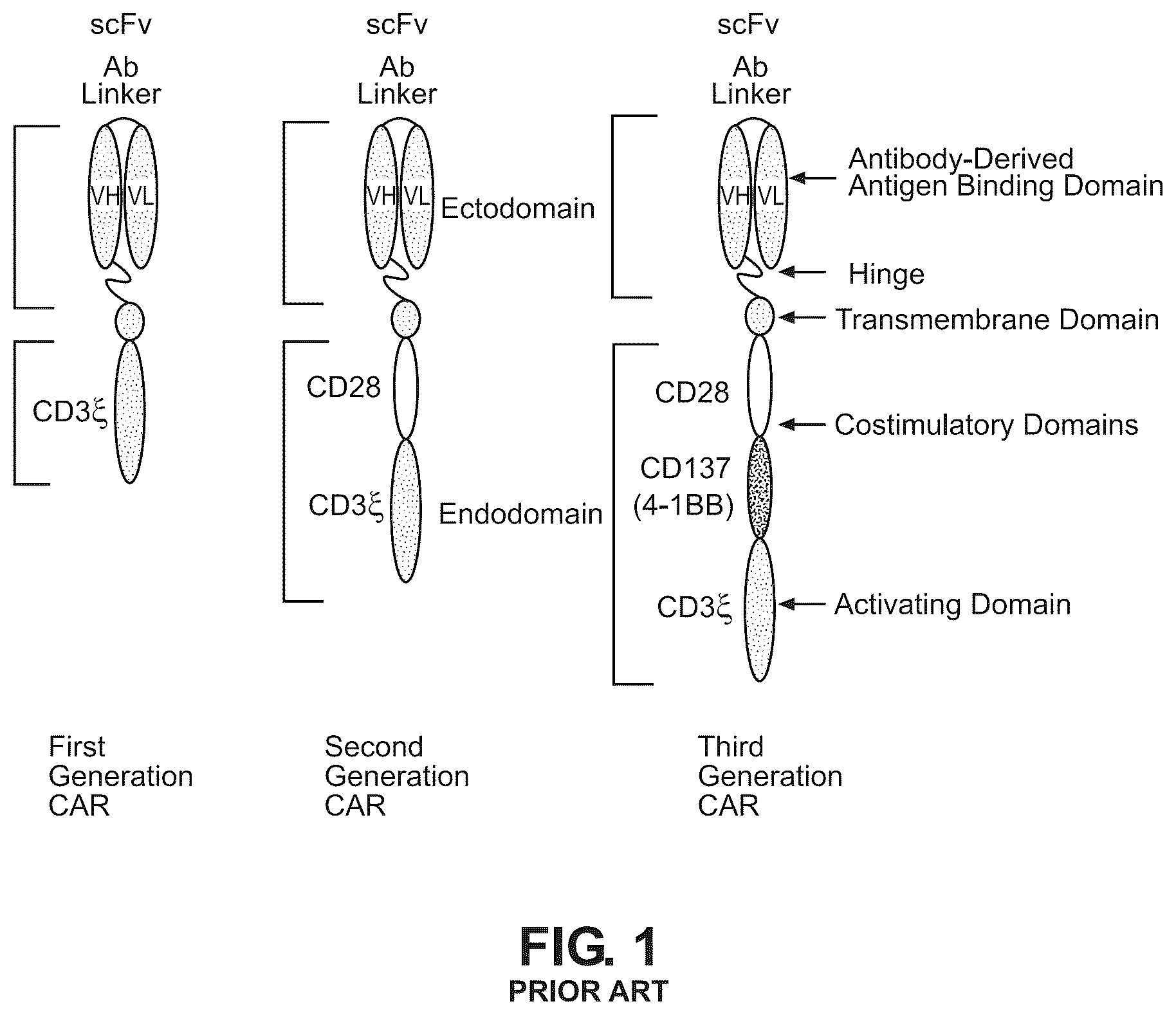 Patent US12492264 — Anti-ROR1 antibody and ROR1-targeting engineered cells — Figure 1