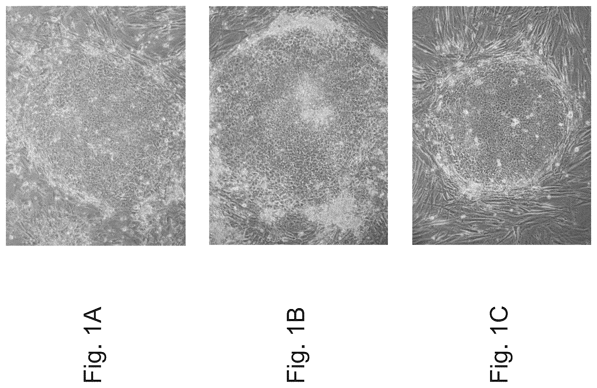 Patent US12492371 — Culture media, cell cultures and methods of culturing pluripotent stem cells in an undifferentiated state — Figure 1