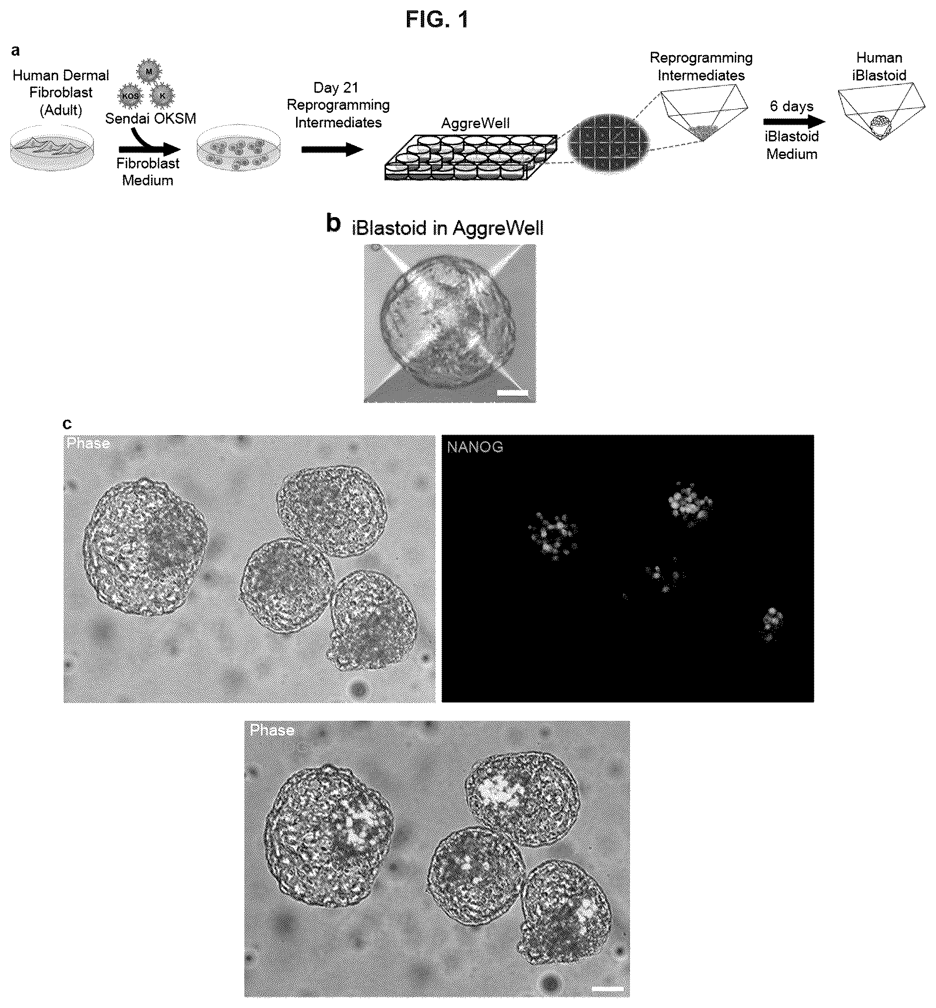 Patent US12492372 — Induced stem cells — Figure 1