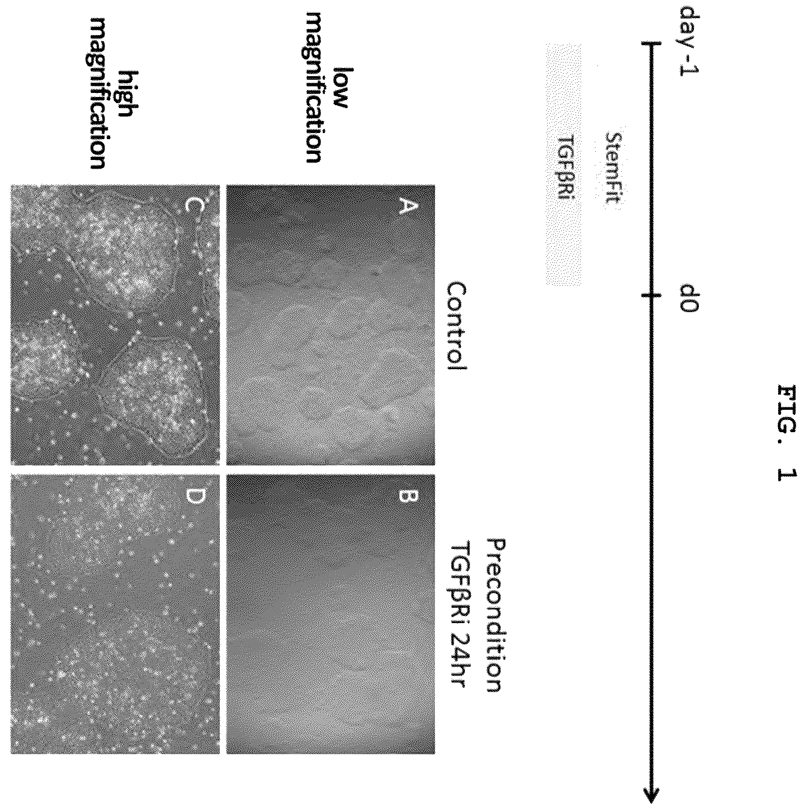 Patent US12492373 Figure 1 – Production method for nerve tissue