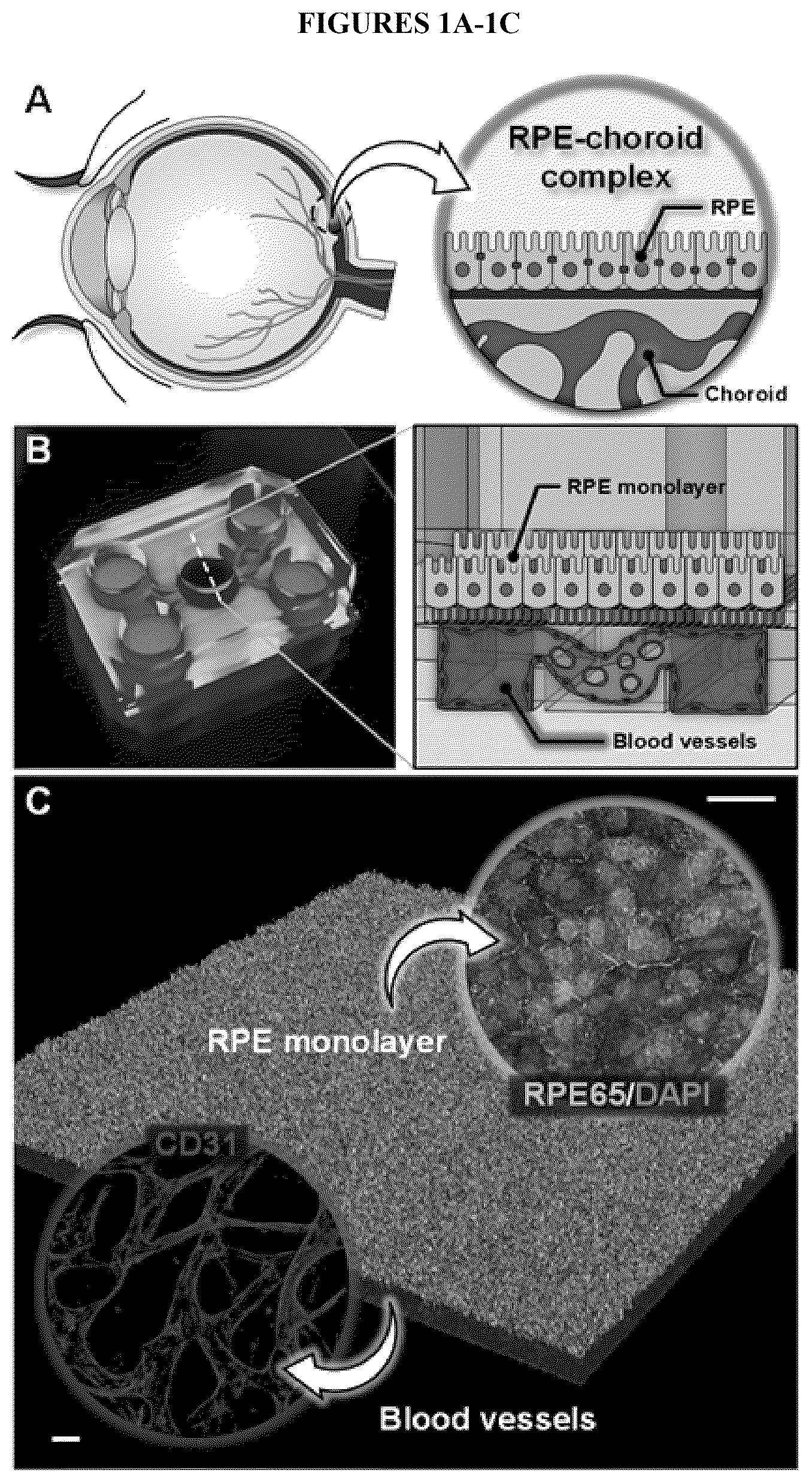 Patent US12492374 Figure 1 – Micro-engineered models of the human eye and methods of use