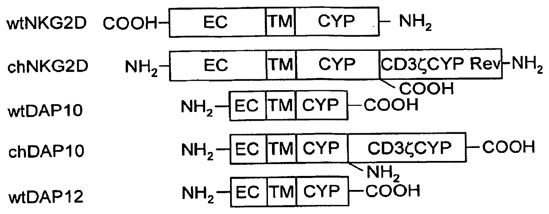 Patent US12492375 — T-cell receptor-deficient T cell compositions — Figure 1