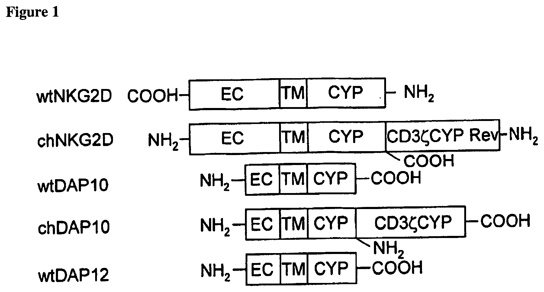 Patent US12492376 — T-cell receptor-deficient T cell compositions — Figure 1