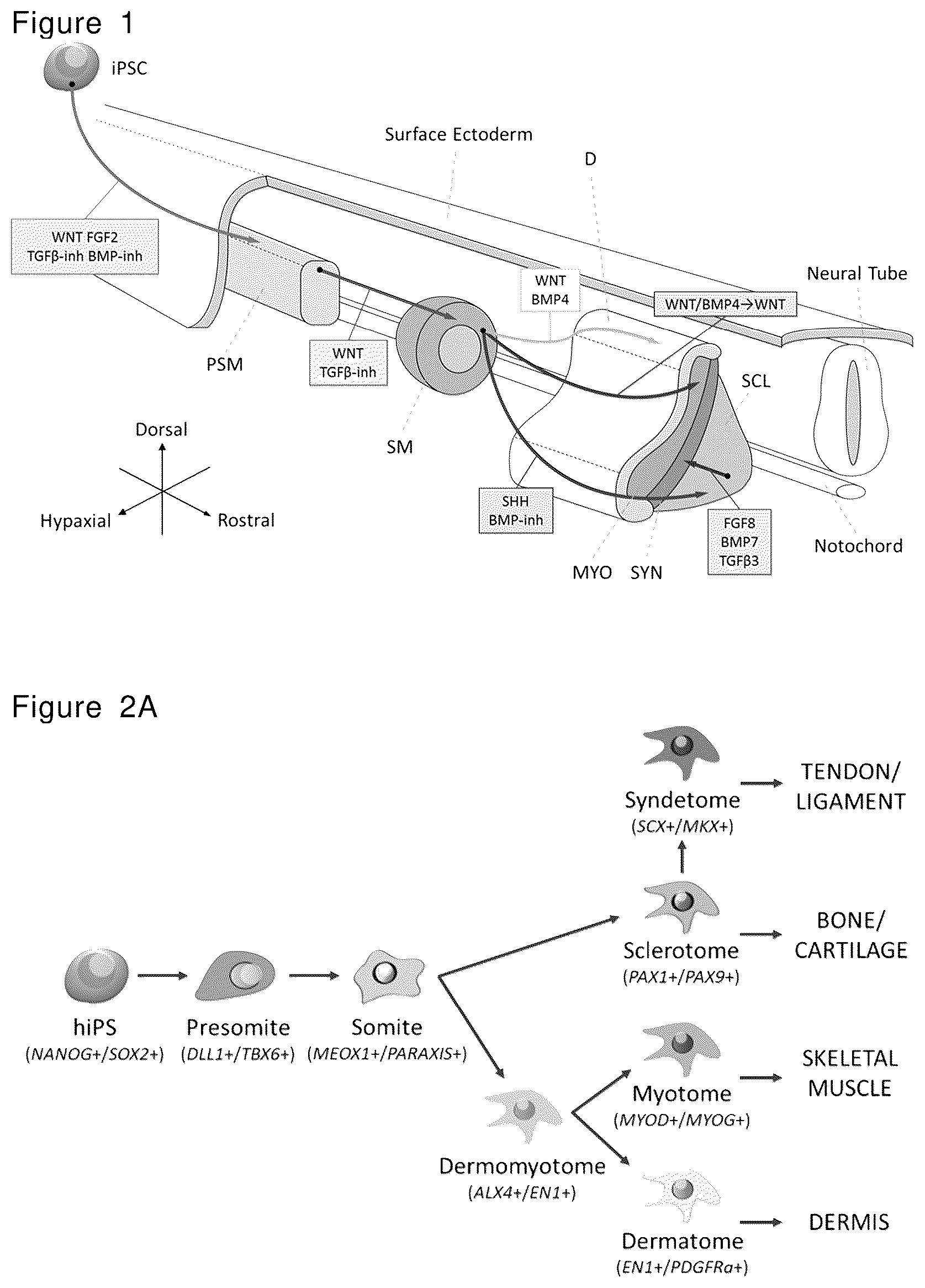 Patent US12492378 — Stepwise method of producing various types of cells from pluripotent stem cells — Figure 1
