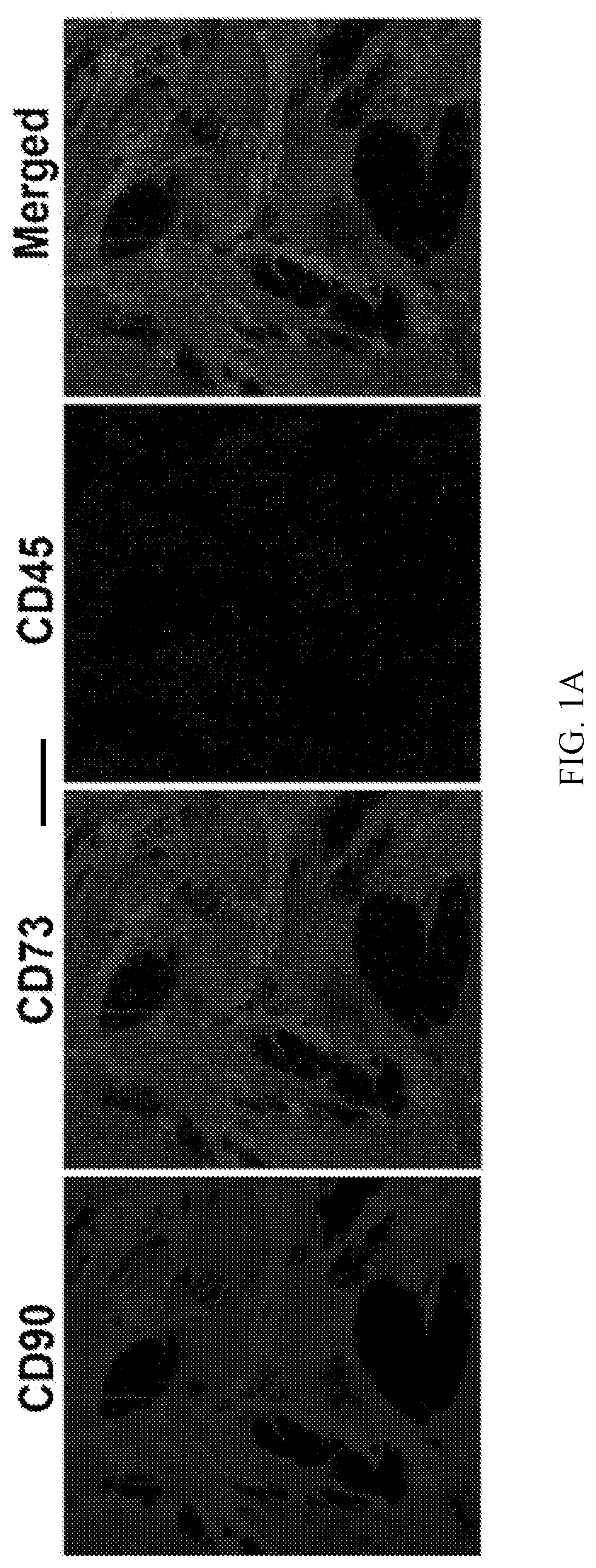 Patent US12492379 — Making and using cardiopoietic cells — Figure 1