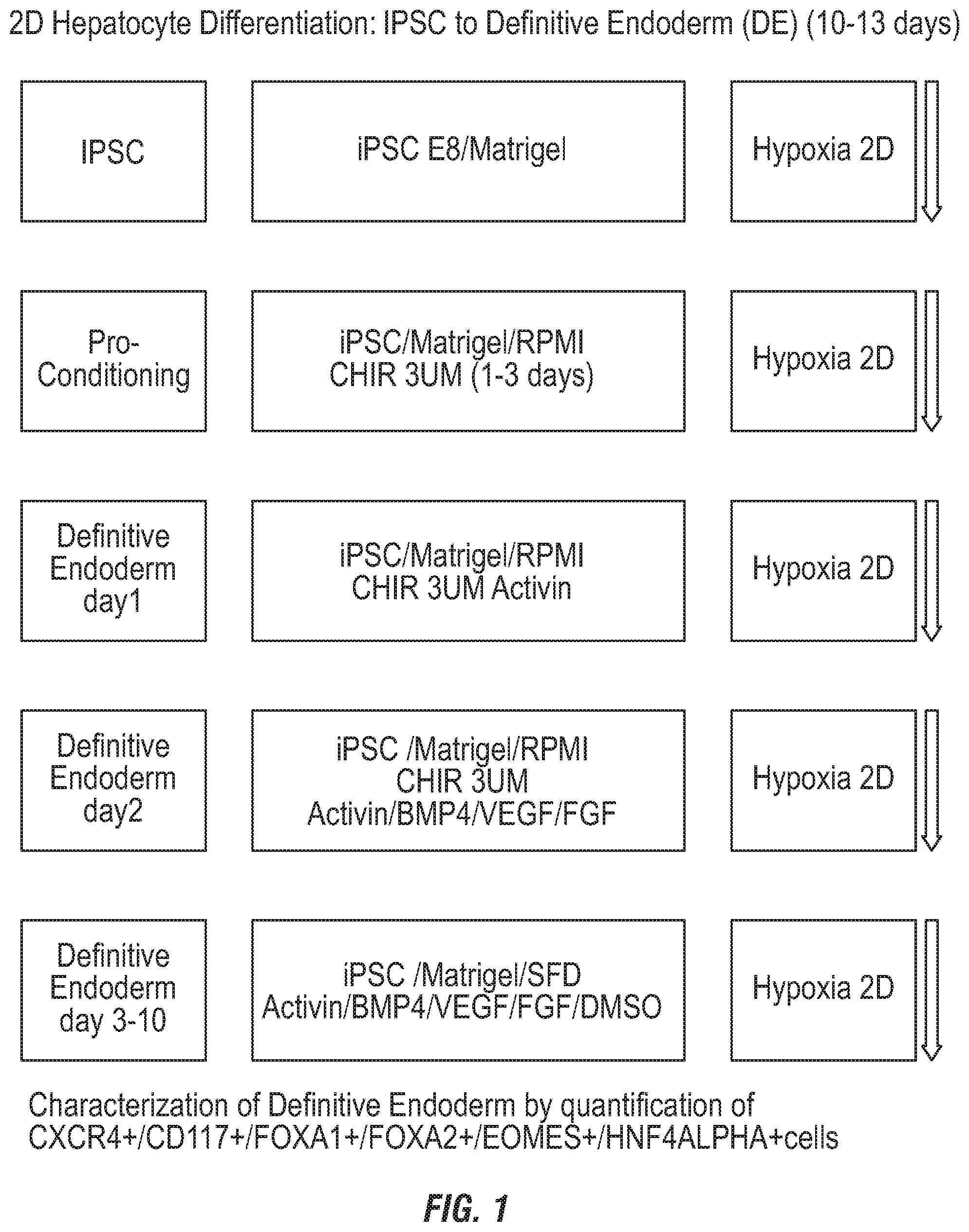Patent US12492380 Figure 1 – Methods for the production of hepatocytes