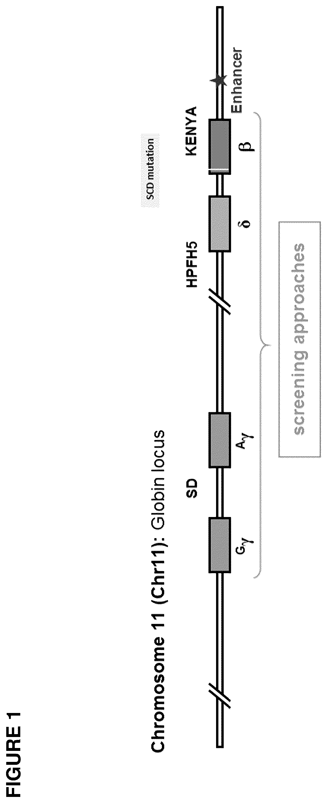 Patent US12492388 — Materials and methods for treatment of hemoglobinopathies — Figure 1