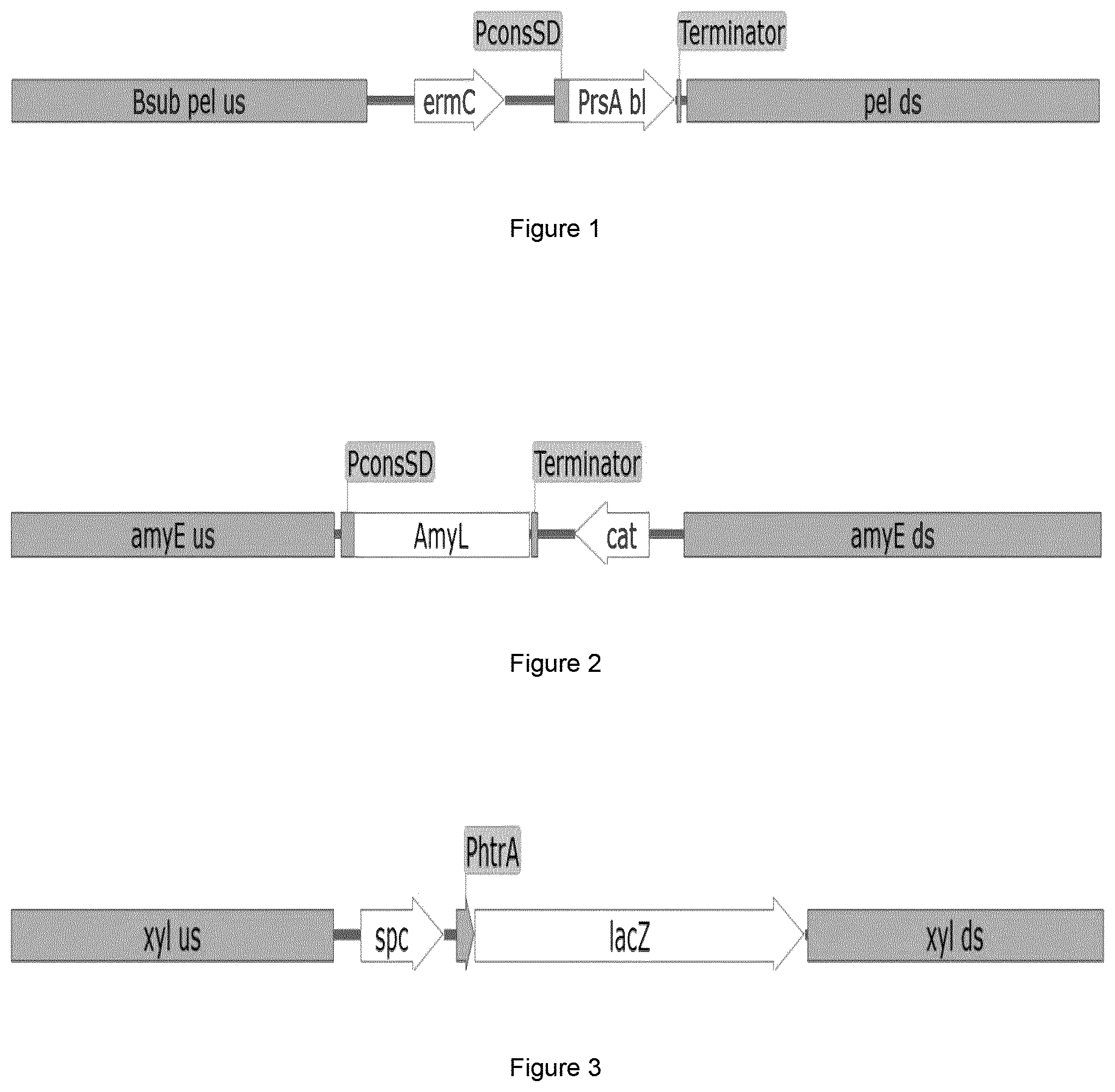 Patent US12492391 — Cognate foldase co-expression — Figure 1