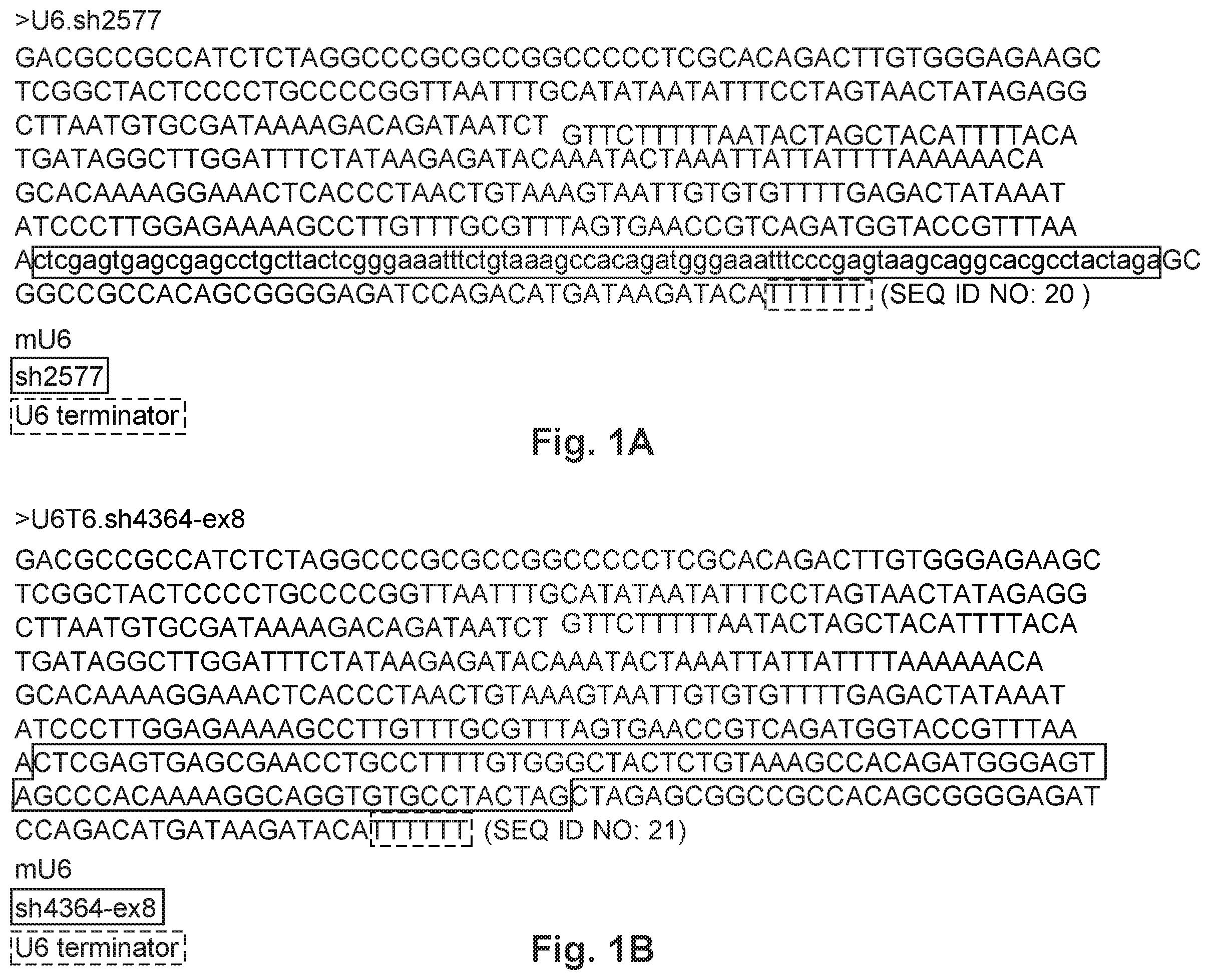 Patent US12492402 — Recombinant virus products and methods for inhibiting expression of dystrophia myotonica protein kinase and/or interfering with a trinucleotide repeat expansion in the 3′ untranslated region of the DMPK gene — Figure 1