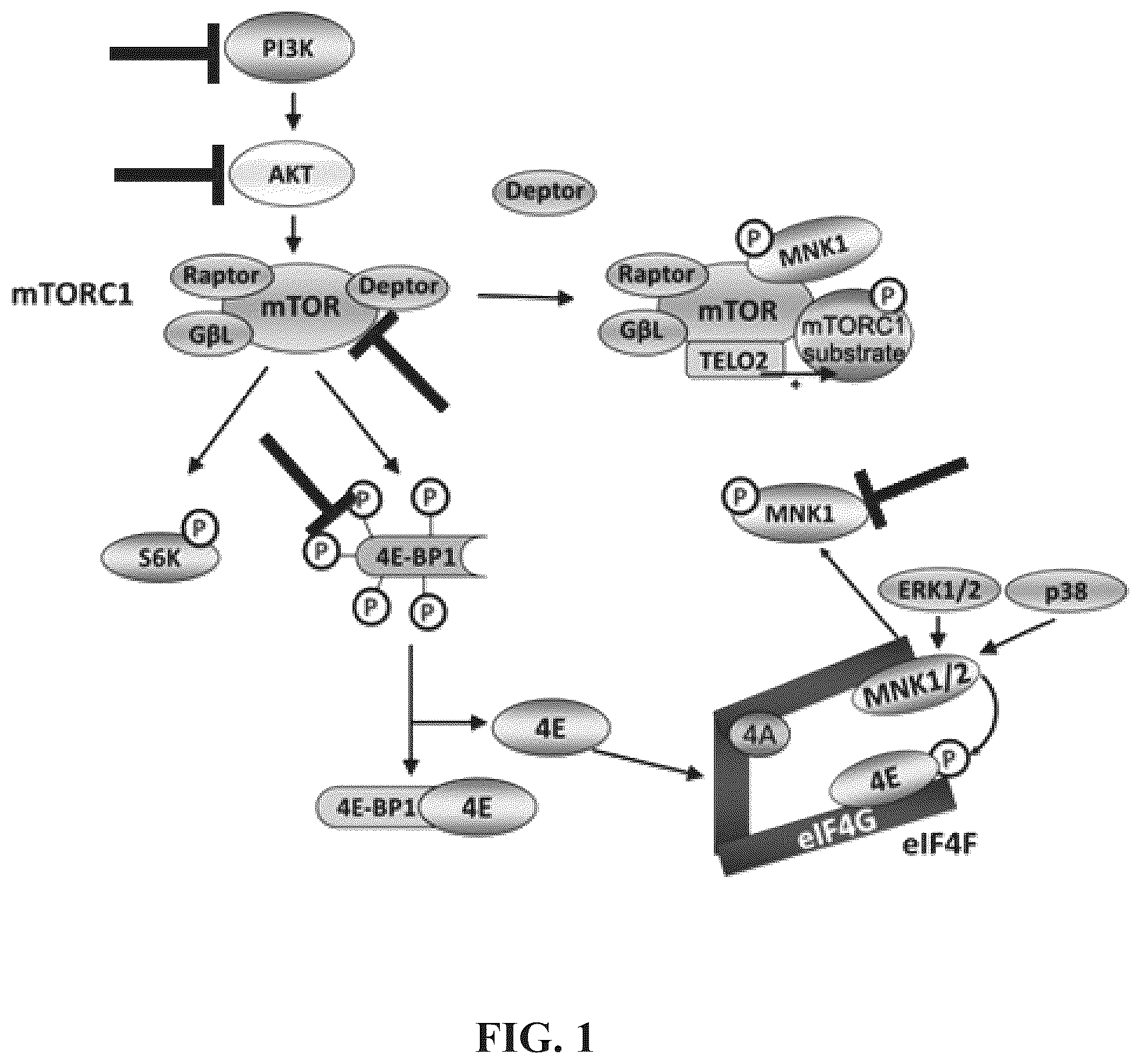 Patent US12492403 — Aptamers and the use thereof in the treatment of cancer — Figure 1
