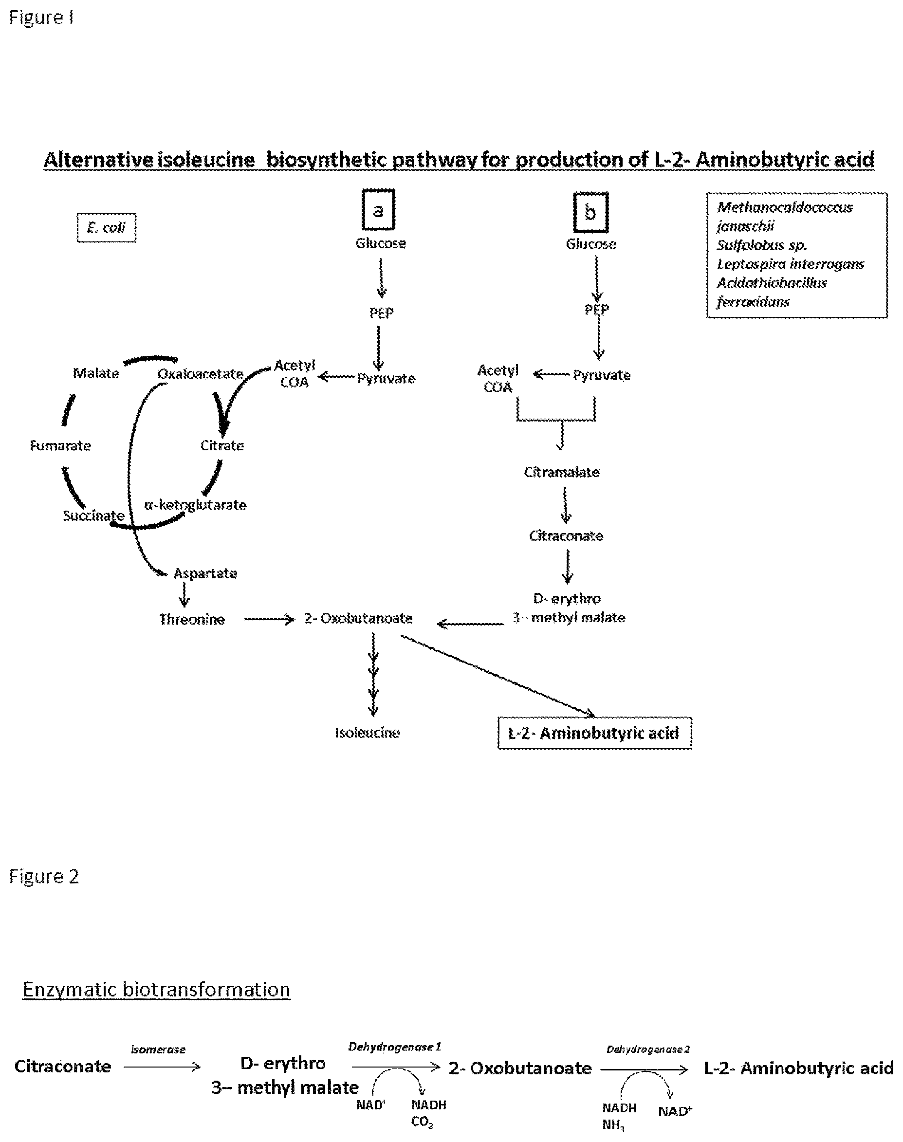 Patent US12492416 — Production of L-2-aminobutyrate from citramalate, citraconate or 2-oxobutanoate — Figure 1