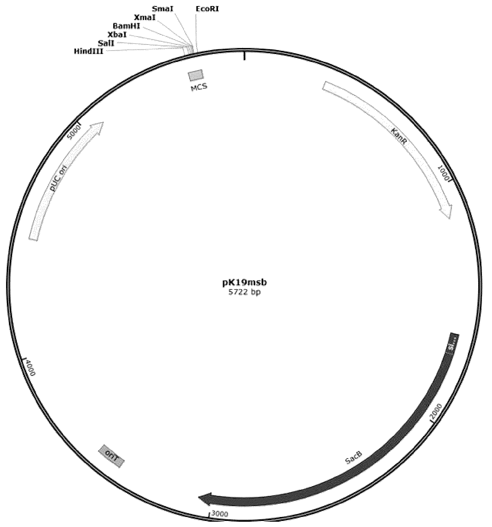 Patent US12492417 — Modified microorganism of genus Corynebacterium producing L-glutamic acid and method for producing L-glutamic acid using same — Figure 1