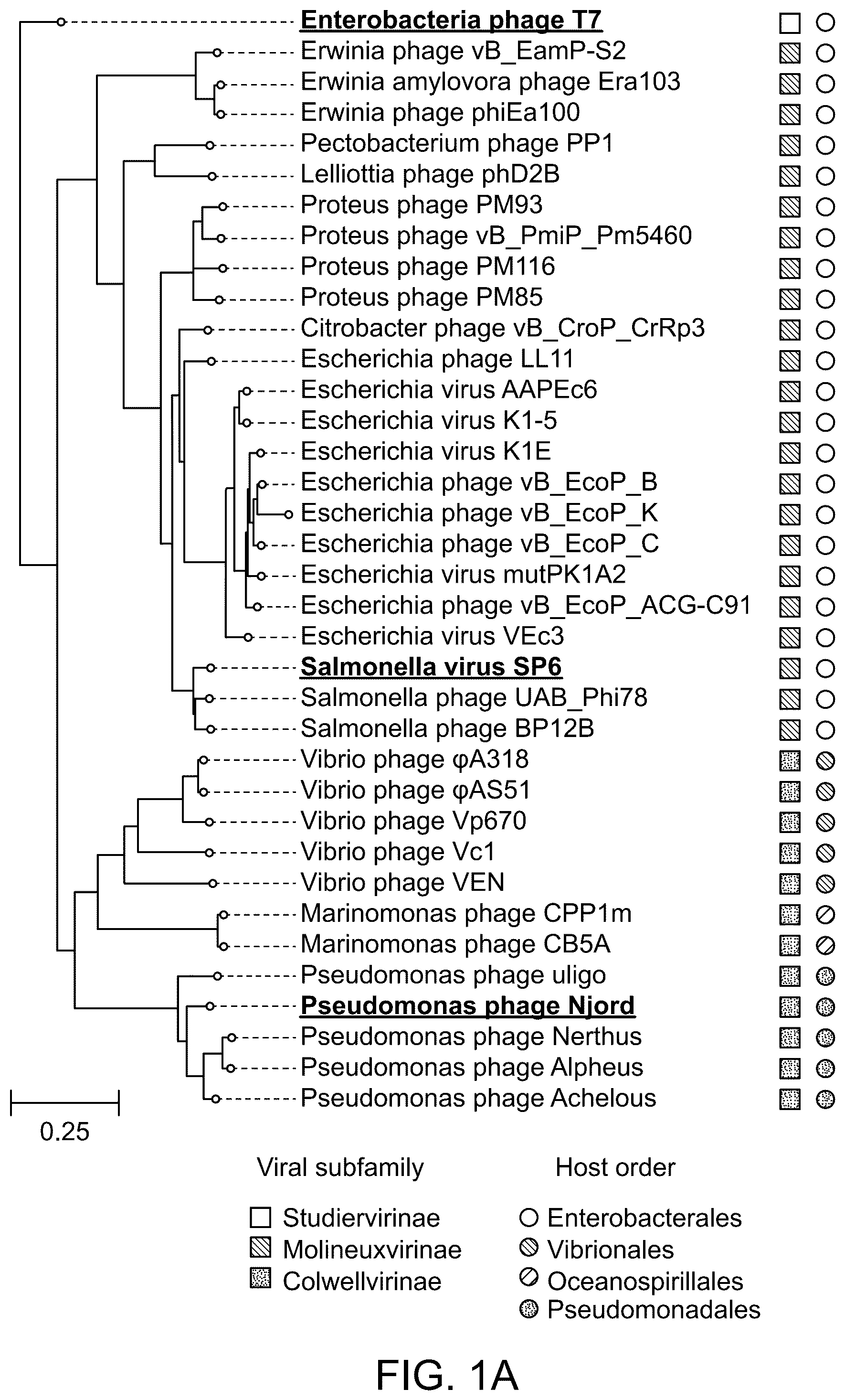 Patent US12492420 — Compositions, kits, and methods for in vitro transcription — Figure 1